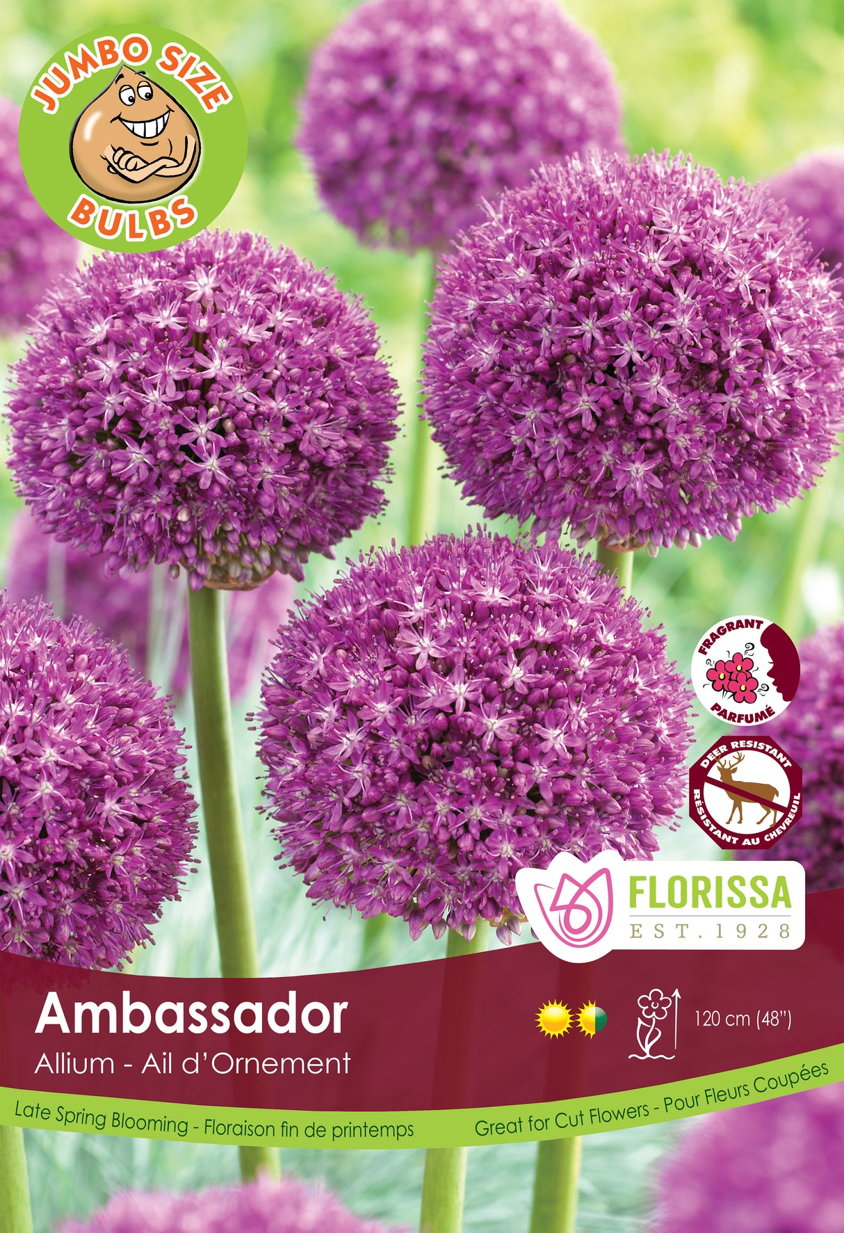 Allium - Ambassador Giant Bulbs in Trays