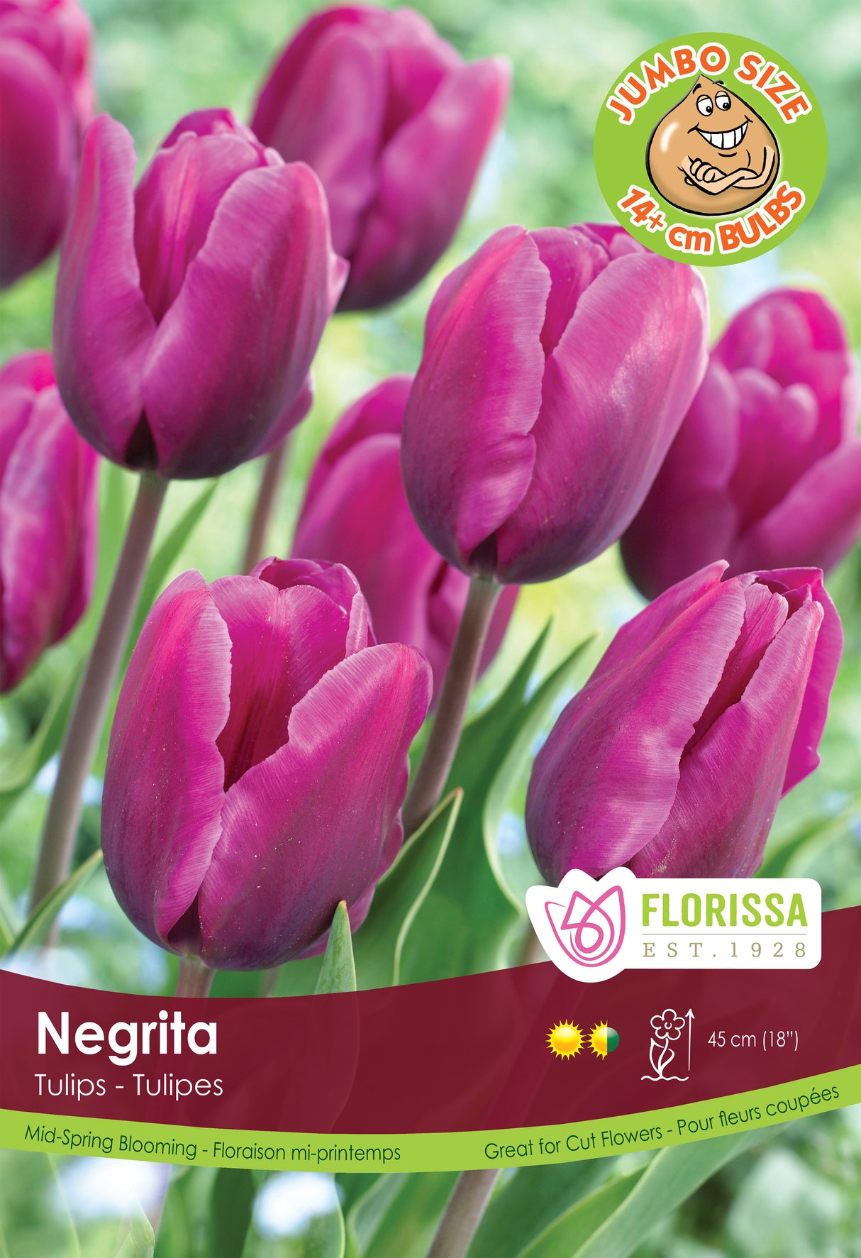 Tulip Triumph - Negrita Giant Bulbs in Trays