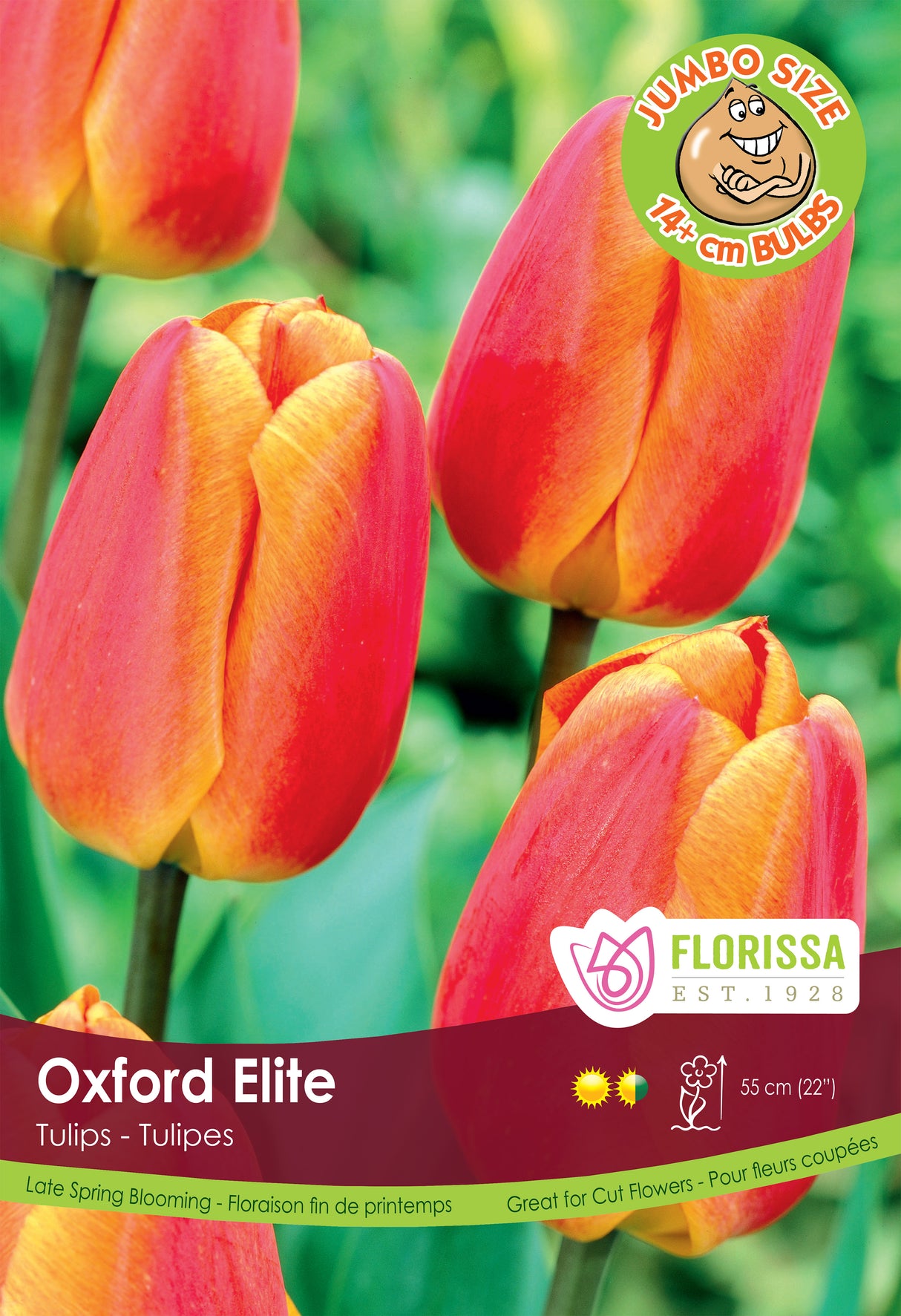 Tulip Darwin Hybrid - Oxford Elite Giant Bulbs in Trays