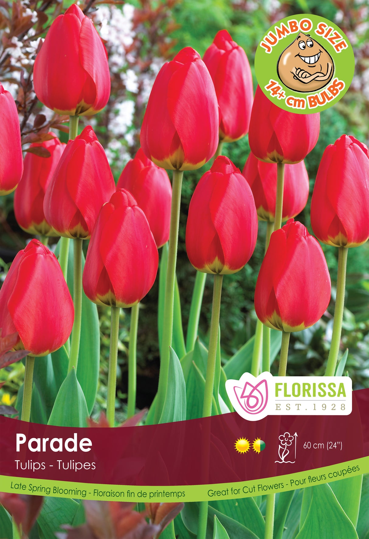 Tulip Darwin Hybrid - Red Parade Giant Bulbs in Trays