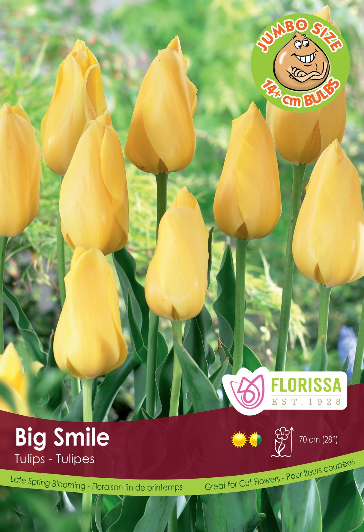 Tulip Single Late - Big Smile Giant Bulbs in Trays