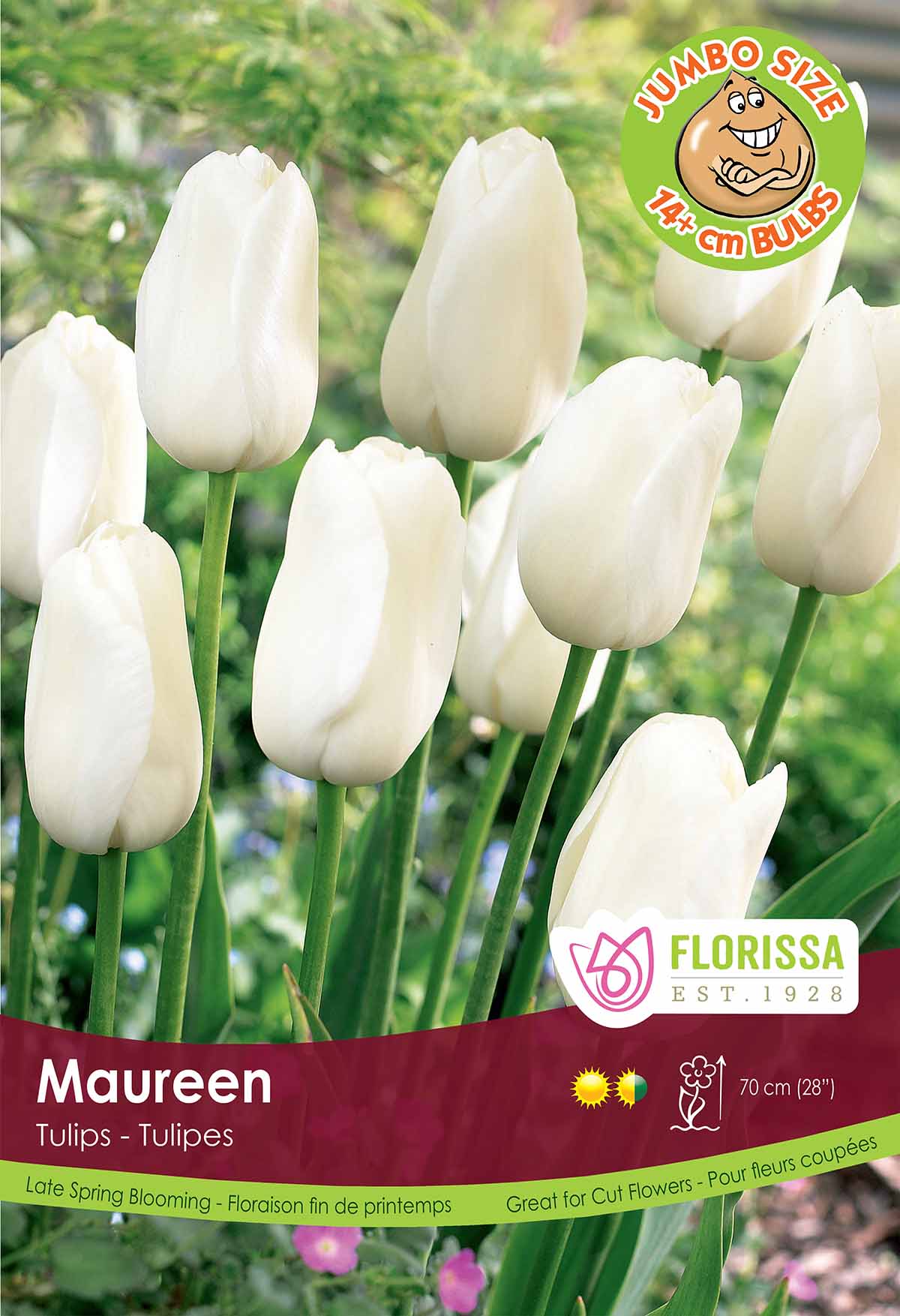 Tulip Single Late - Maureen Giant Bulbs in Trays