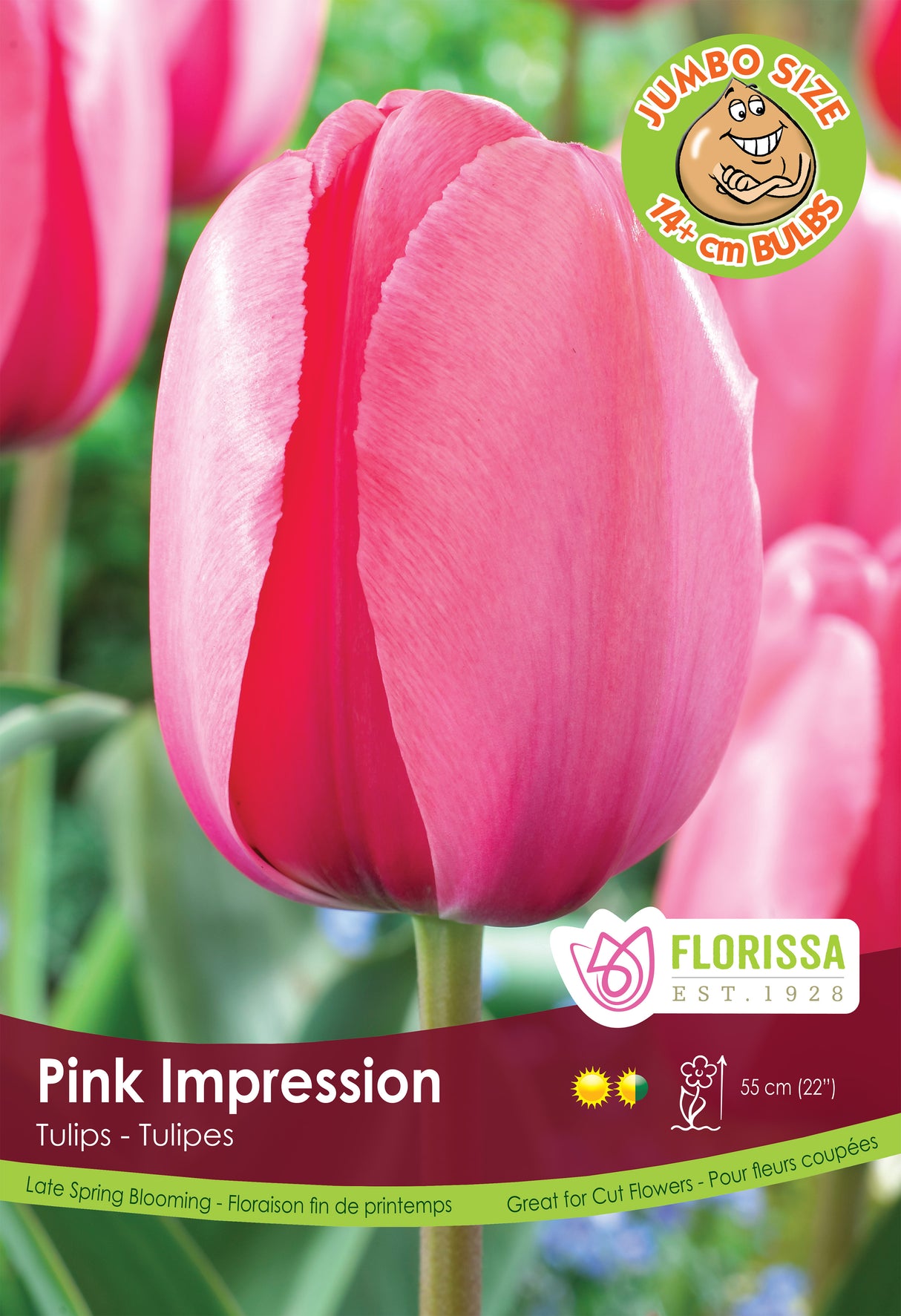 Tulip Darwin Hybrid - Pink Impression Giant Bulbs in Trays