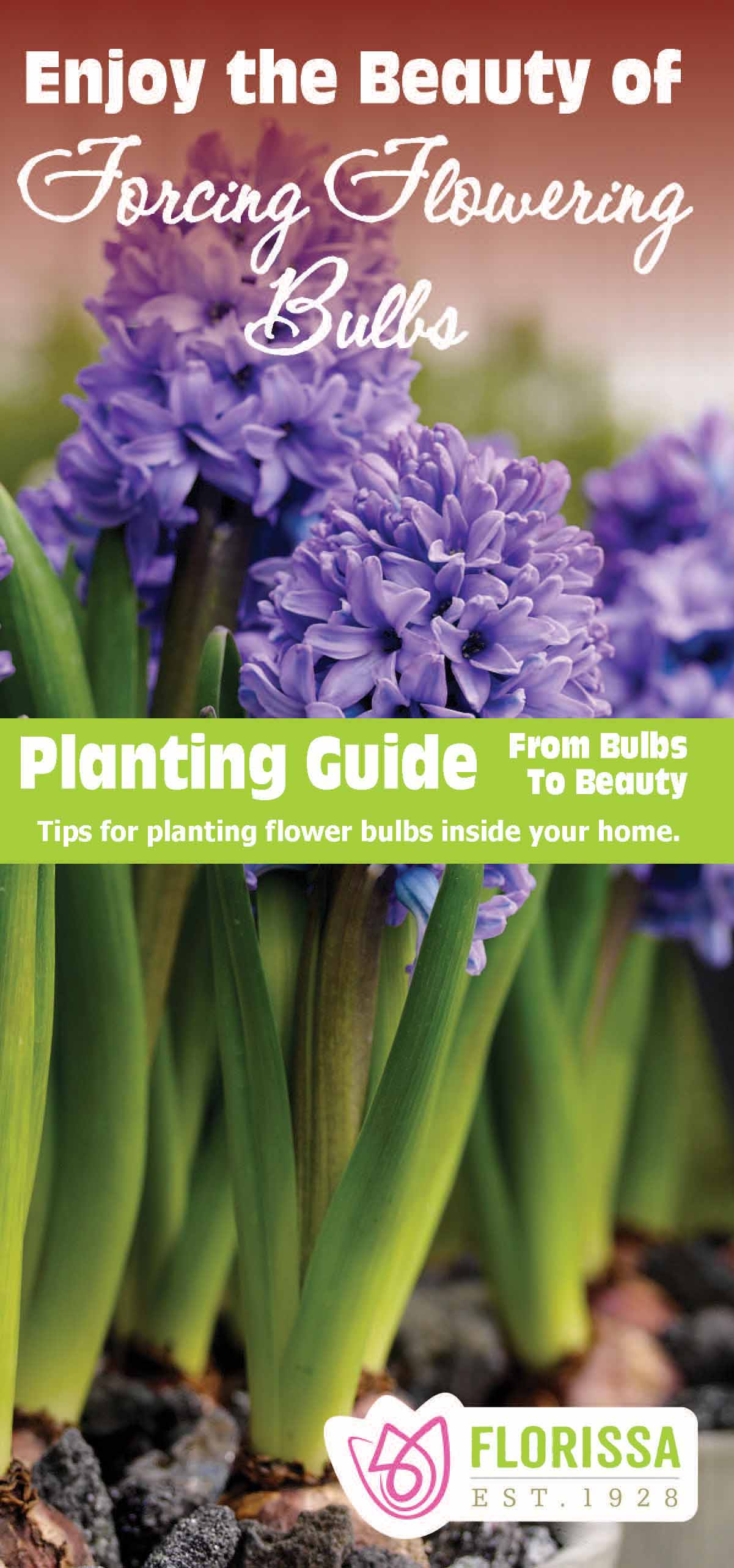 Fall Indoor Forcing Leaflets - English