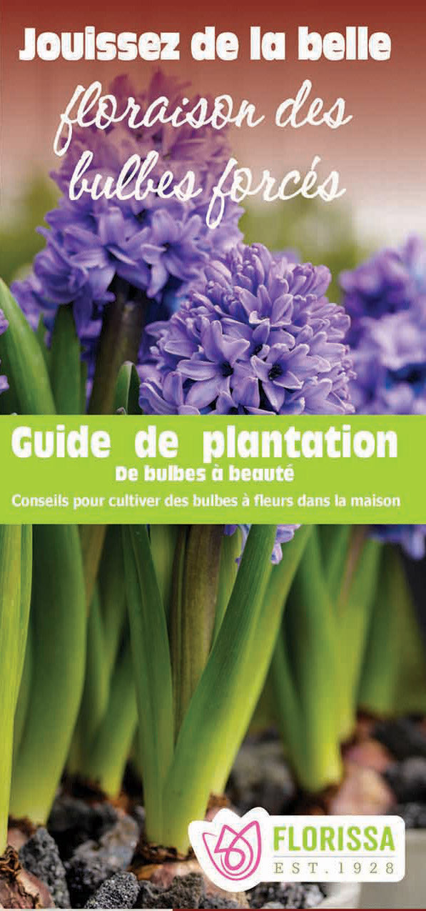 Fall Indoor Forcing Leaflets - French