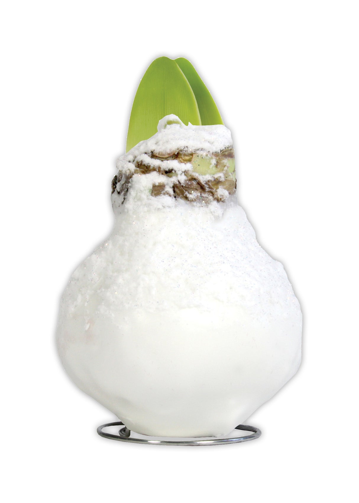 GP68 Wax Amaryllis Frozen Glitter - Red Flowering