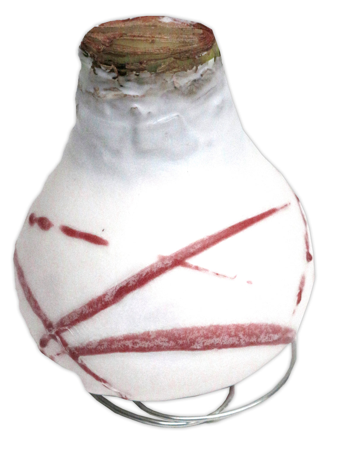 GP67 Wax Amaryllis Expos Swirl - Red Flowering