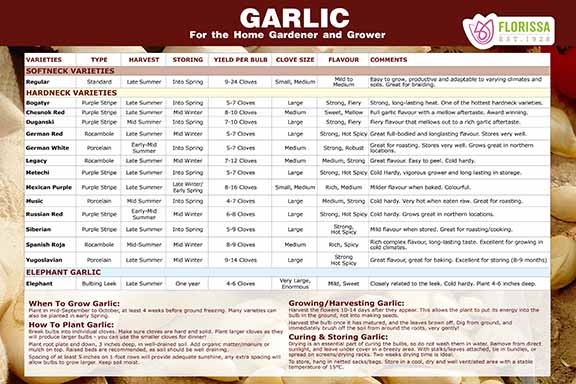 Garlic Varieties Poster Board