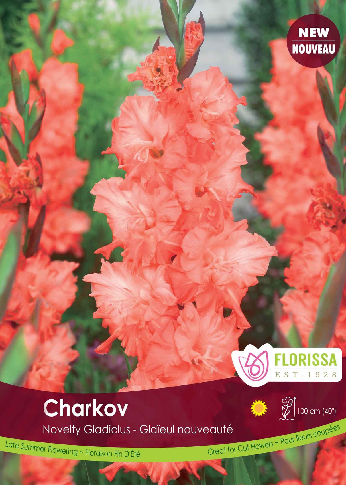 Gladiolus - Charkov Bulk