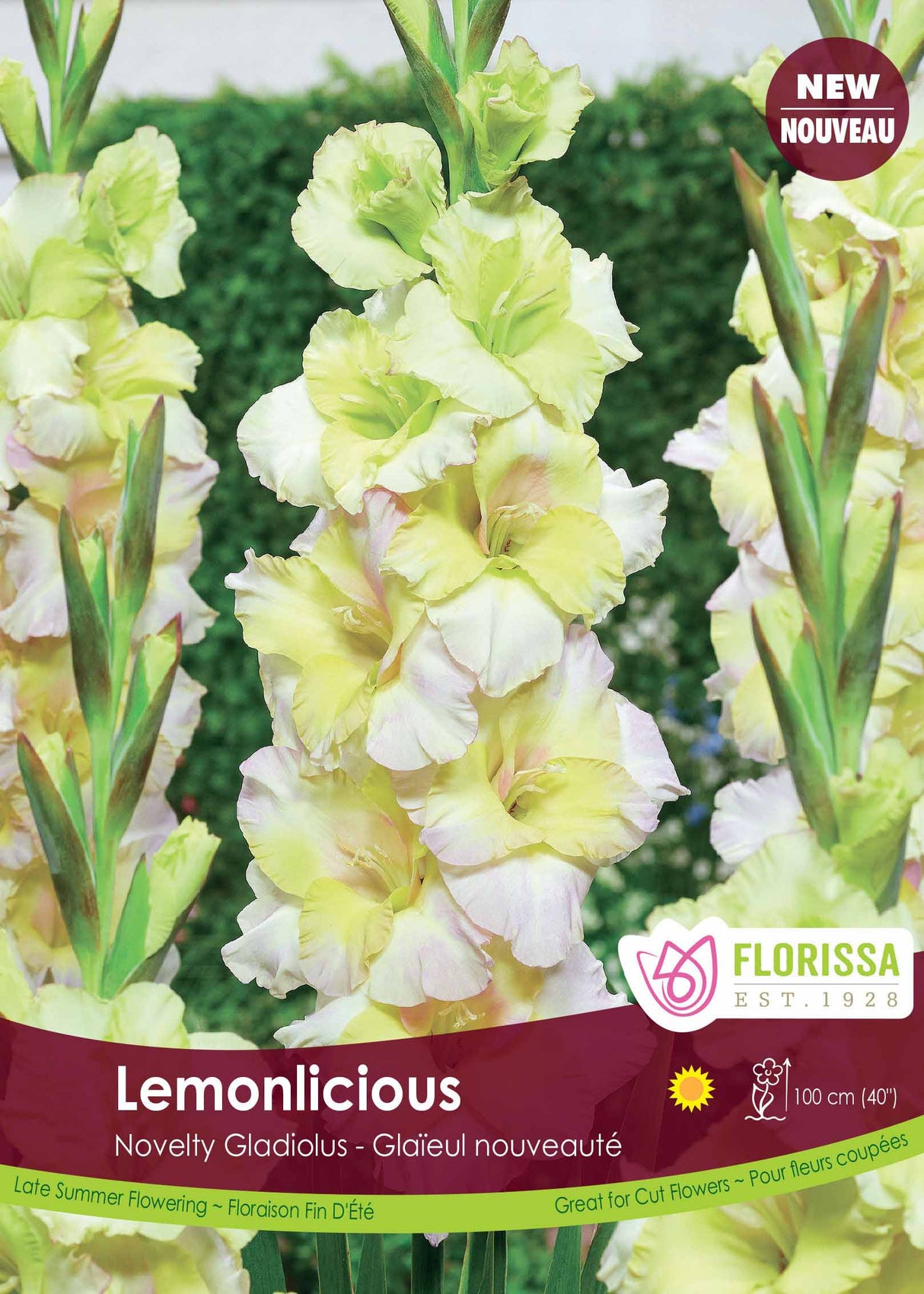 Gladiolus - Lemonlicious Bulk
