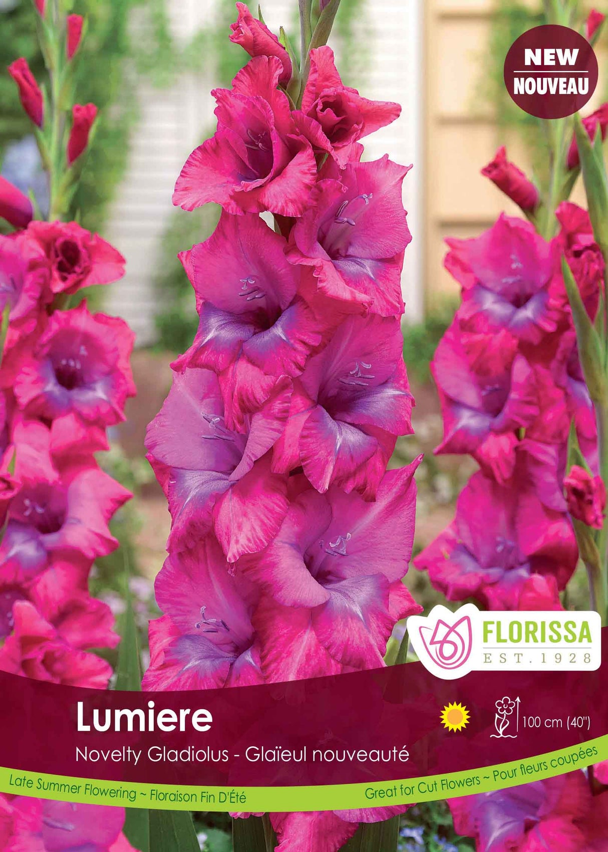 Gladiolus - Lumiere Bulk