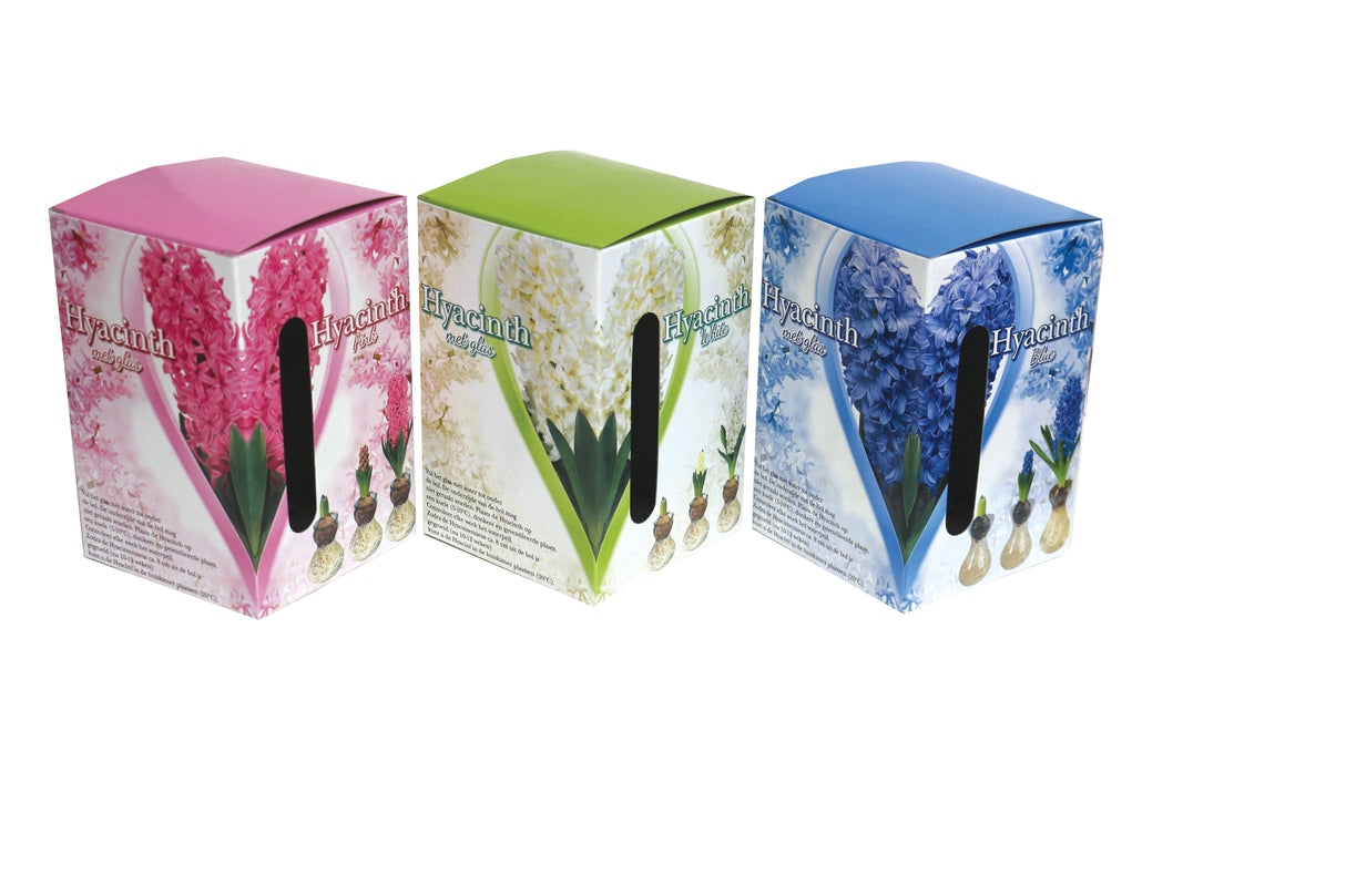 GP5 Hyacinth on Glass - Gift Kits