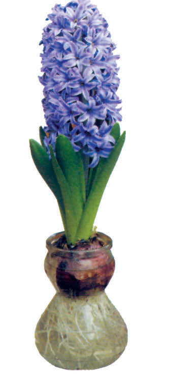 Clear Hyacinth Glass Vase
