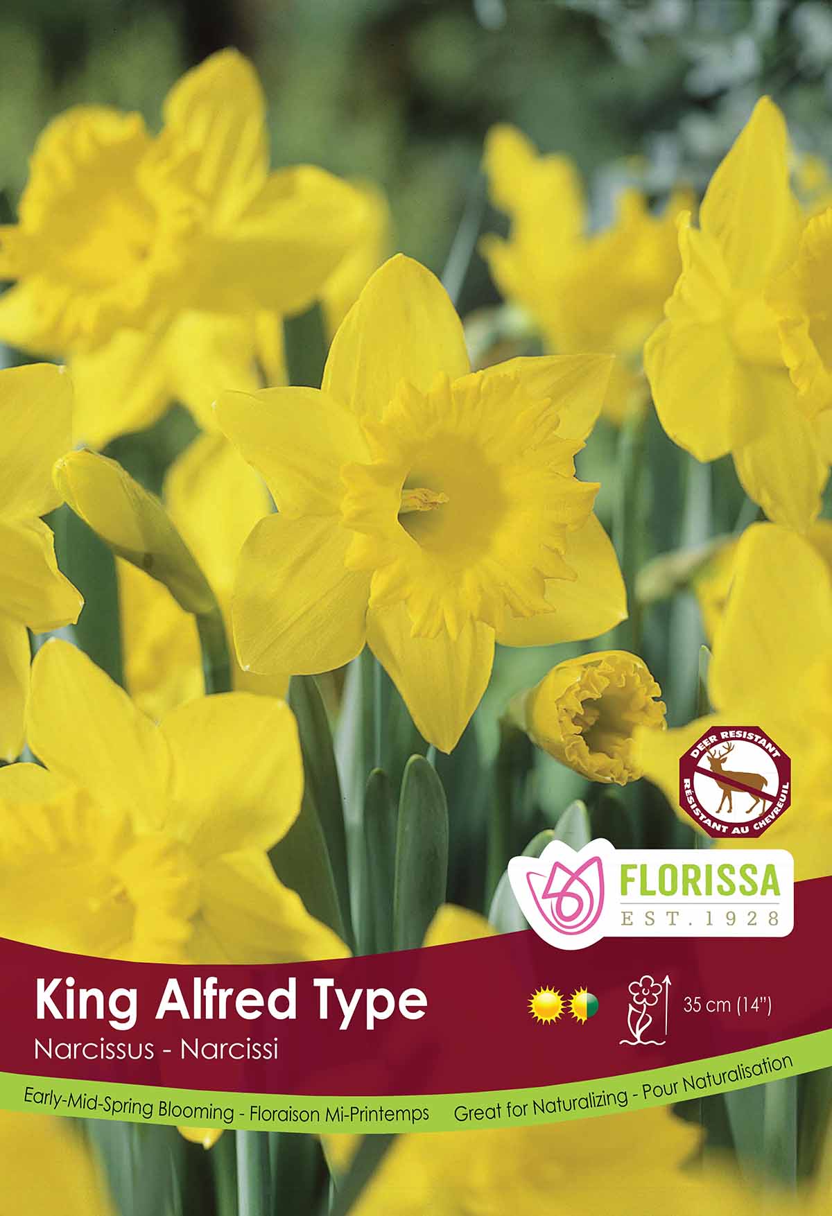 Narcissus Yellow Poster Board