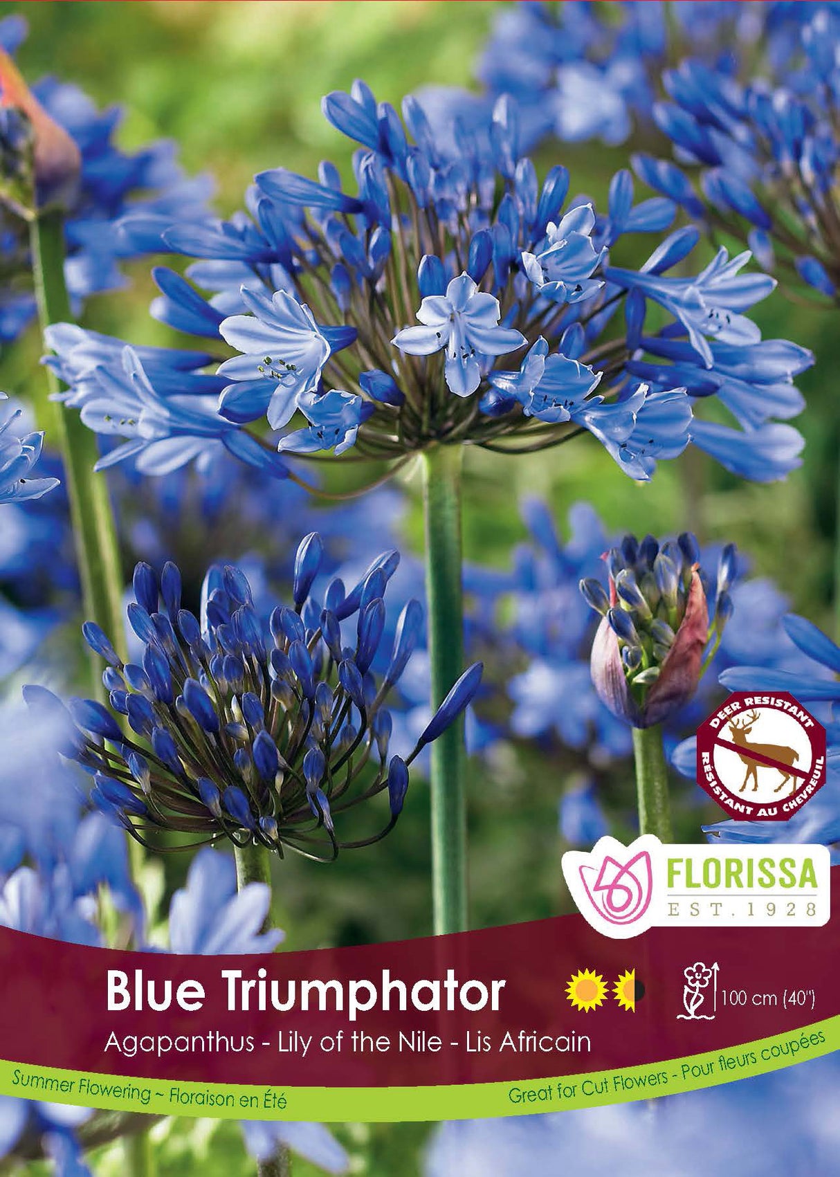 Agapanthus - Blue Triumphator