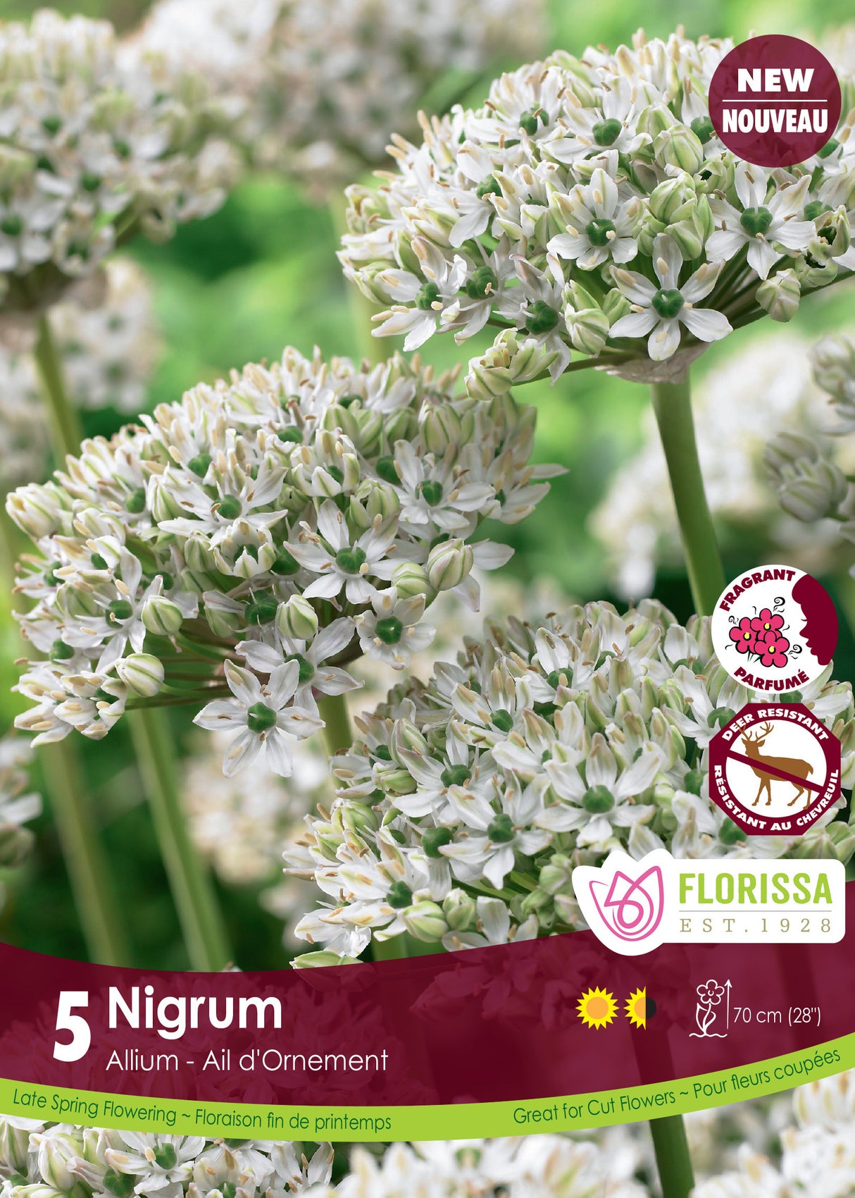 Allium - Nigrum Retail