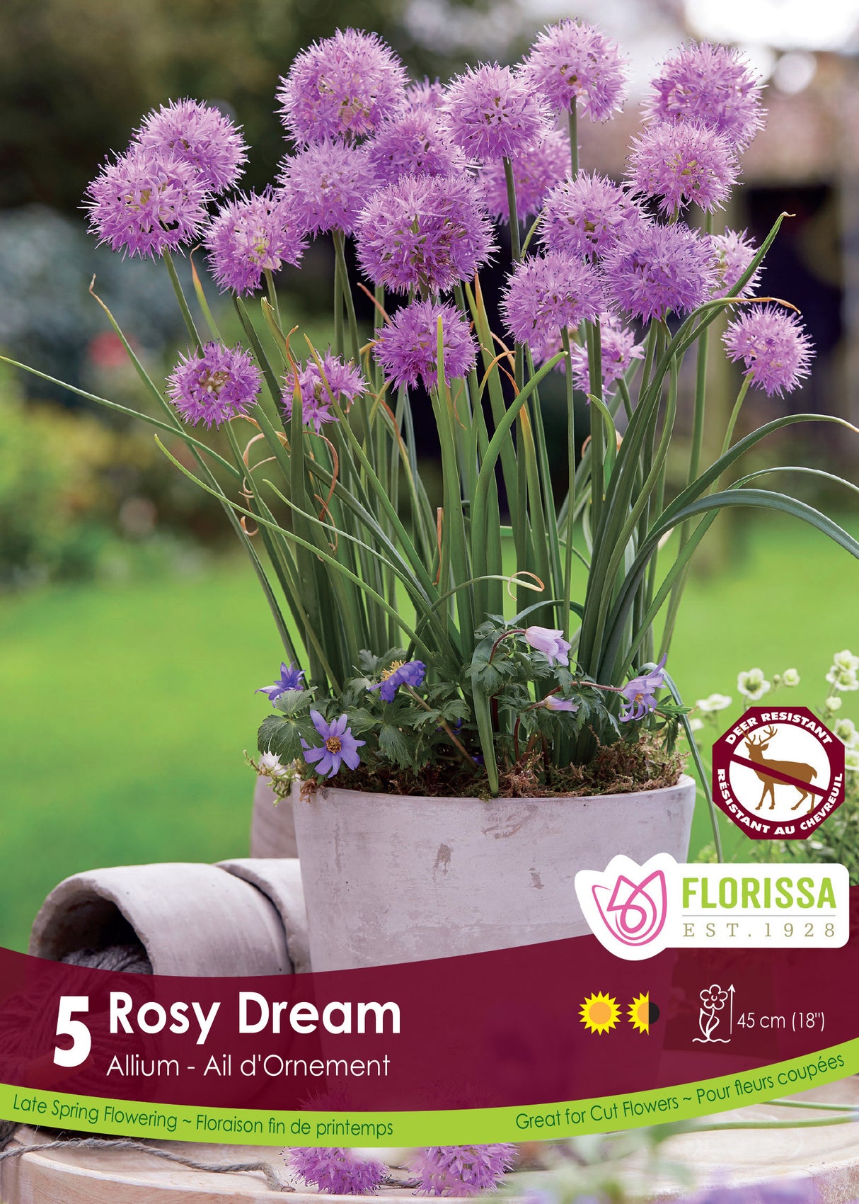Allium - Rosy Dream Retail