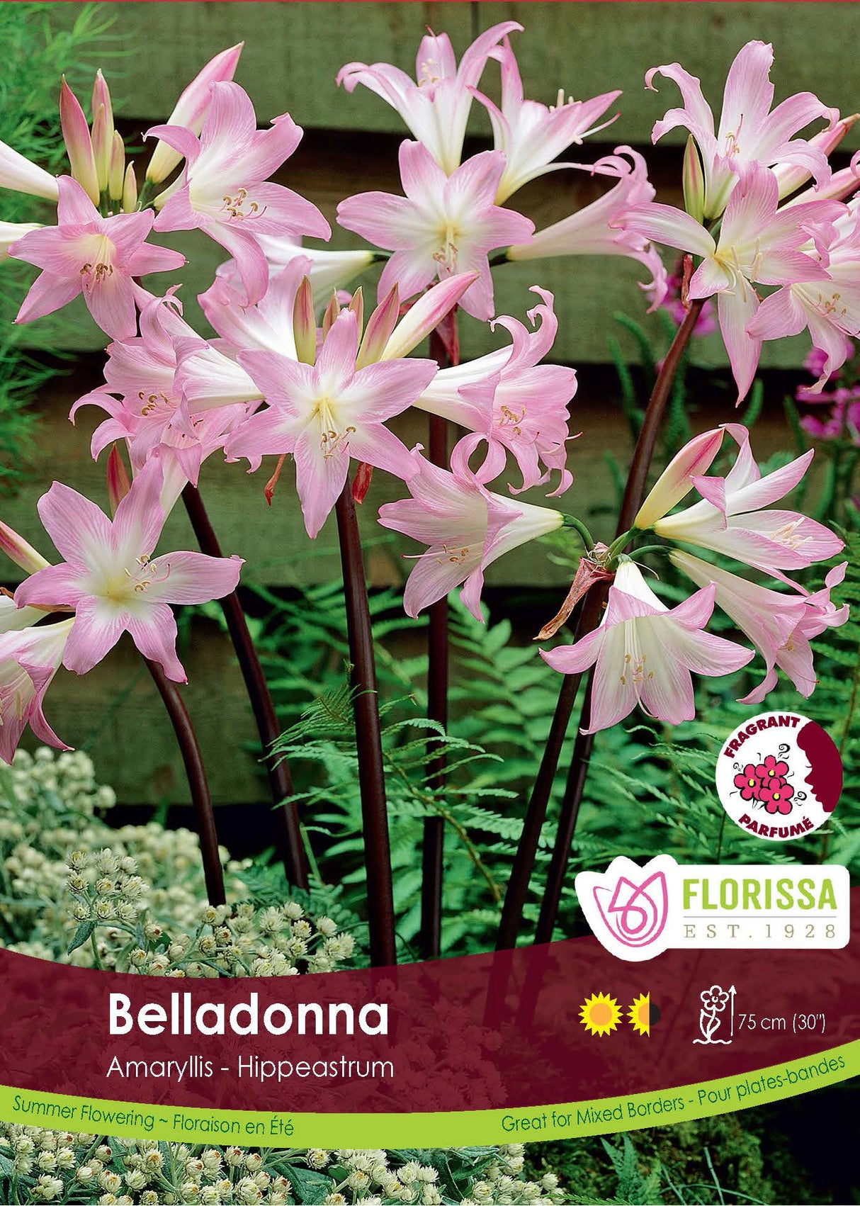 Amaryllis - Belladonna