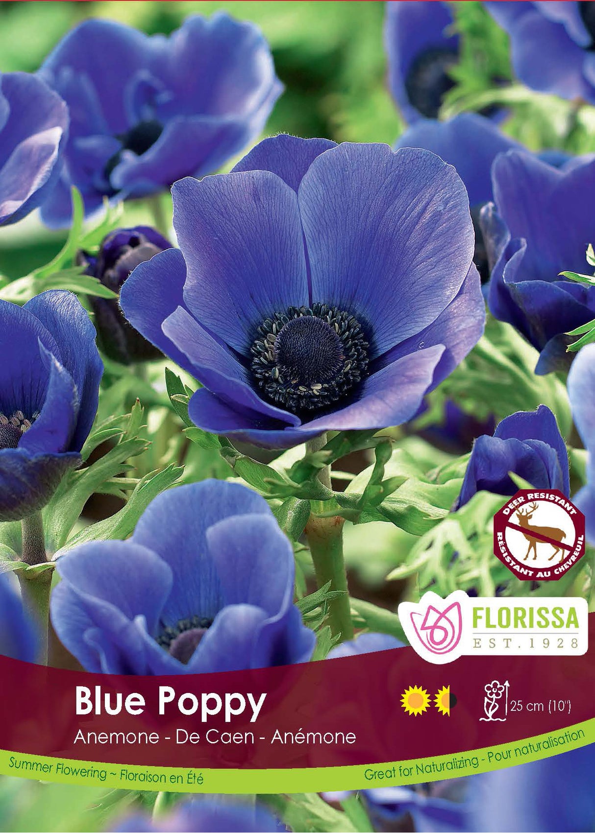 Anemone De Caen - Blue Poppy Fall Bulk