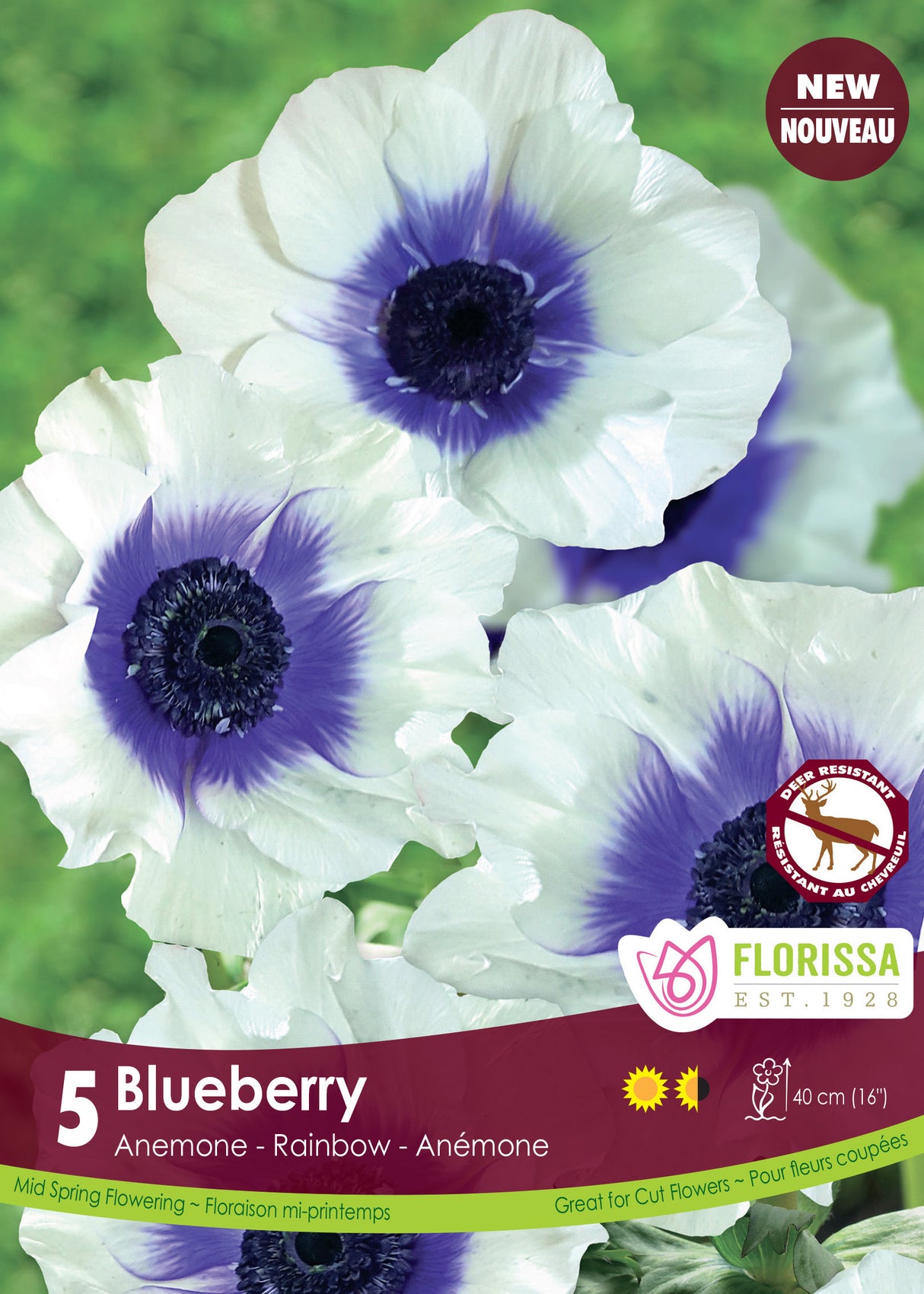 Anemone - Rainbow Blueberry Fall Retail