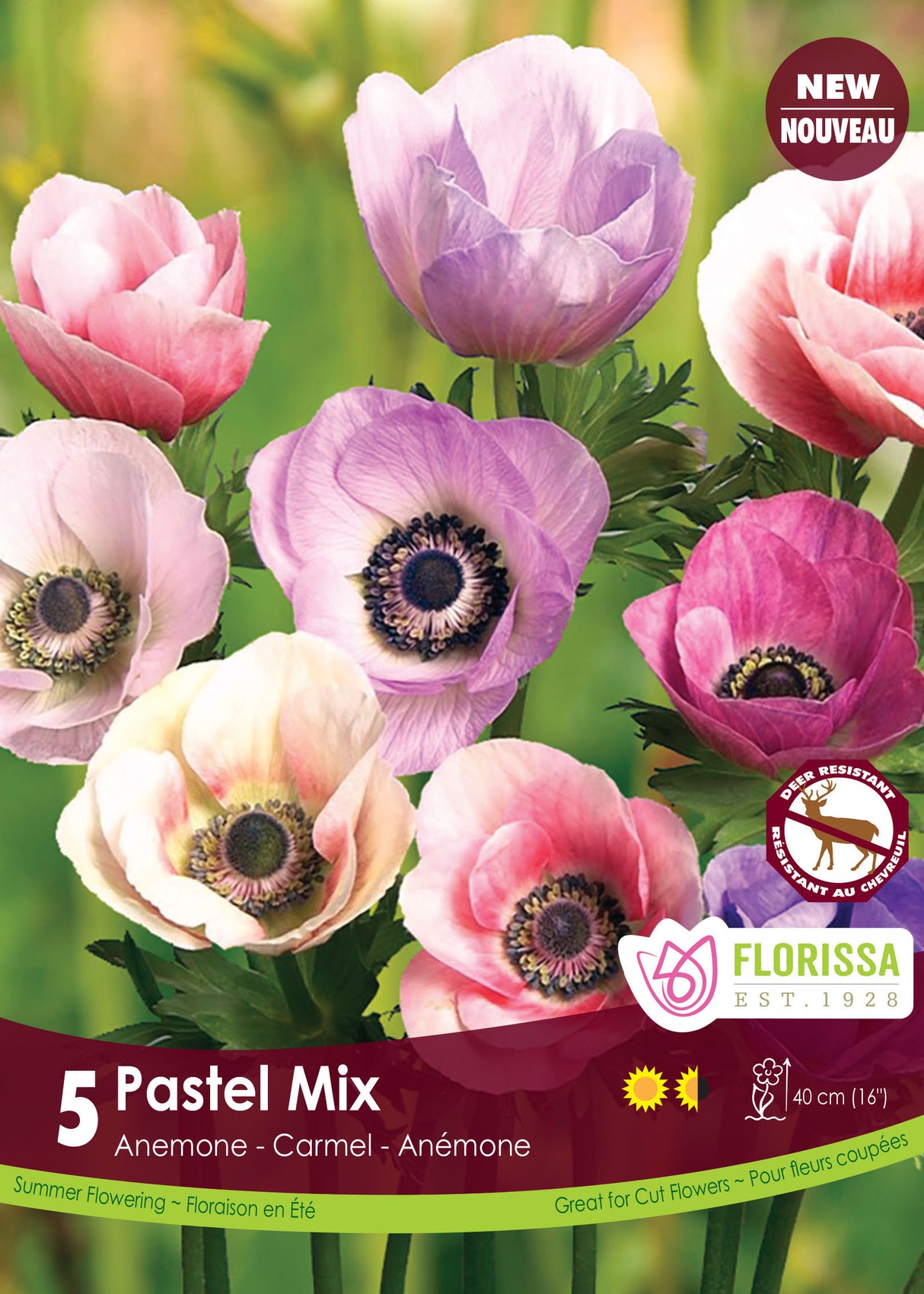 Anemone Carmel - Pastel Mix Spring Retail