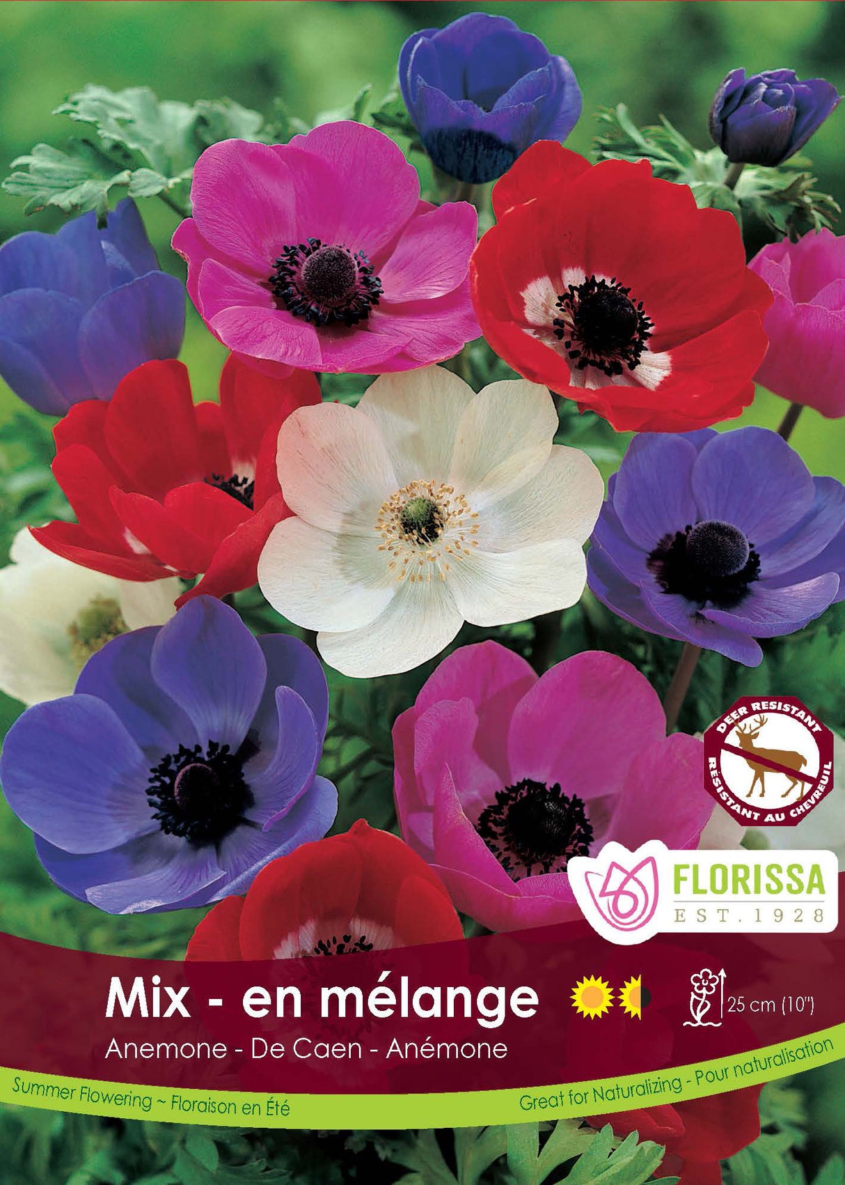 Anemone De Caen - Spring Mixed Retail
