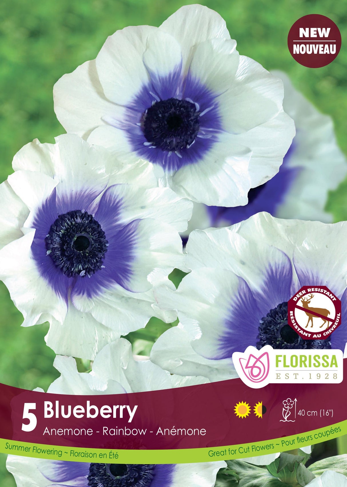 Anemone - Rainbow Blueberry Spring Bulk