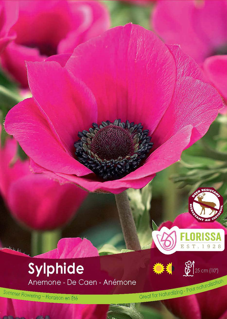 Anemone De Caen - Sylphide Spring Retail