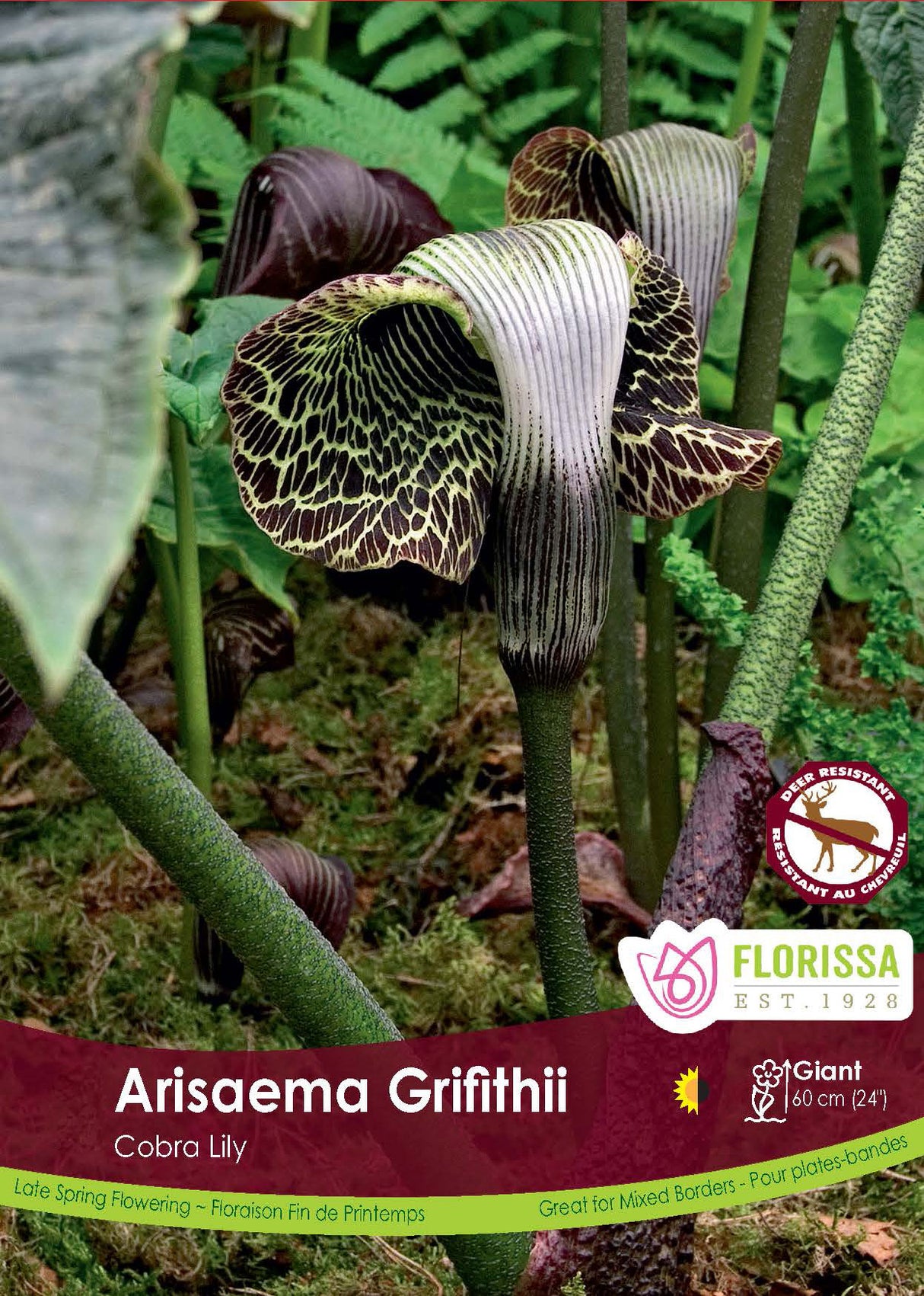 Arisaema - Griffithii
