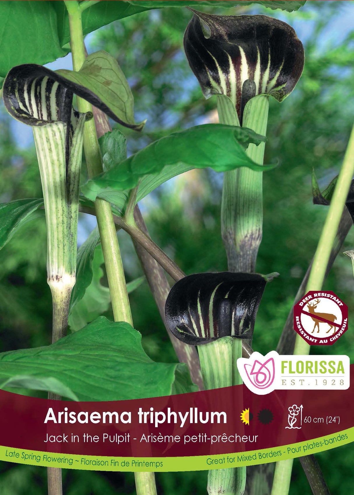 Arisaema - Triphyllum Retail