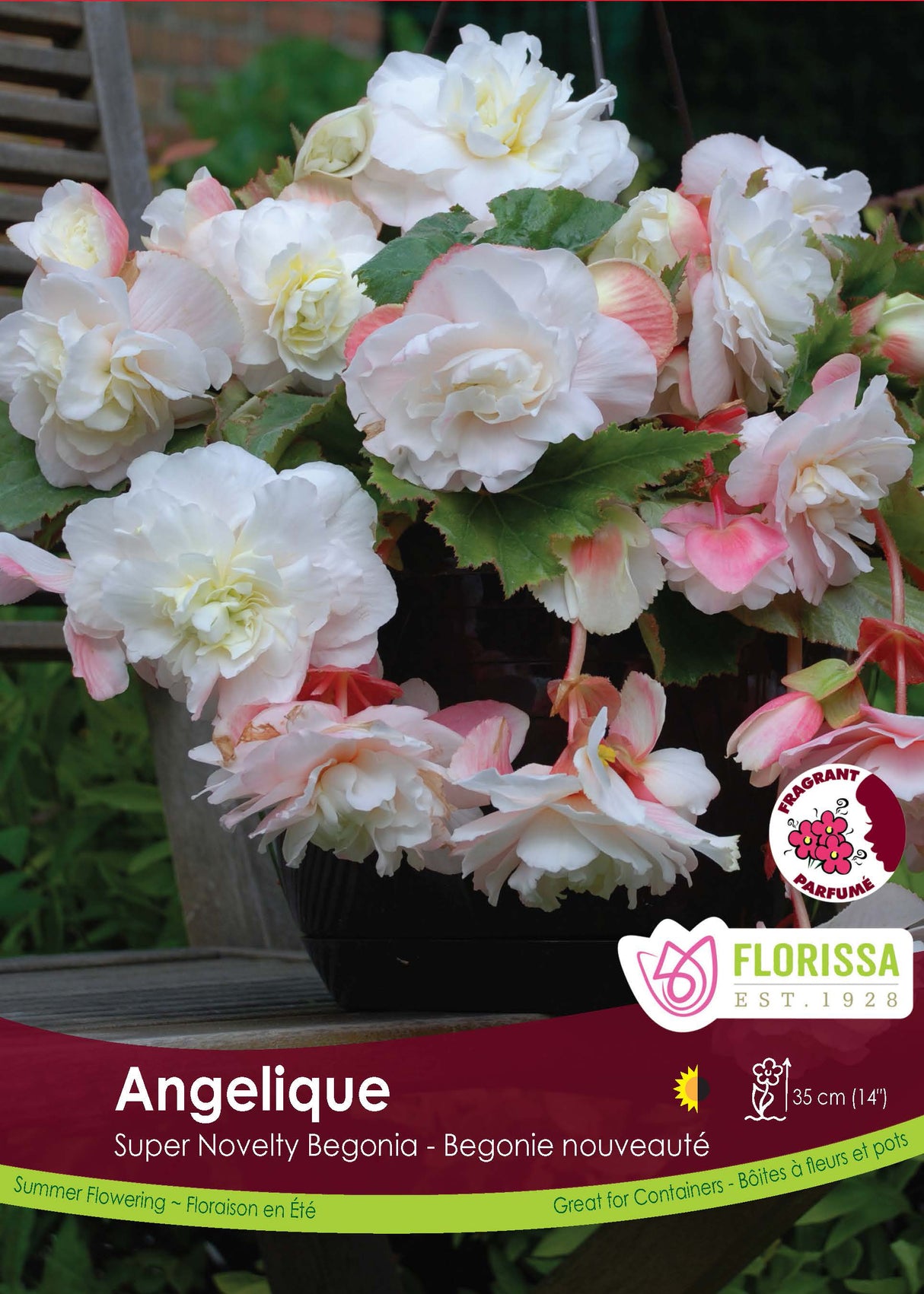 Begonia - Sup. Novelty Angelique Retail Pkg
