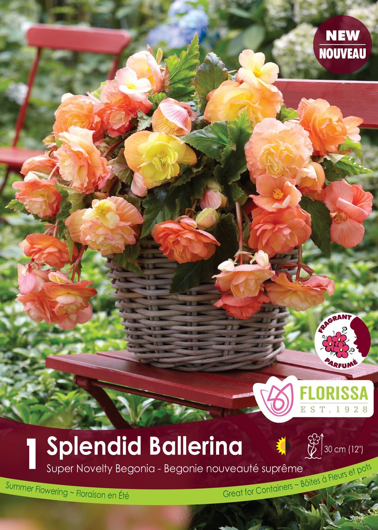 Begonia - Sup. Novelty Splendid Ballerina Retail Pkg