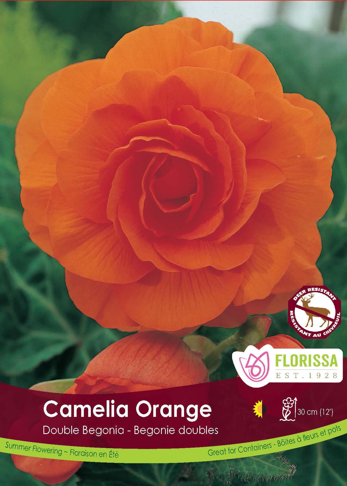 Begonia - Double Camelia Orange 6/up Bulk