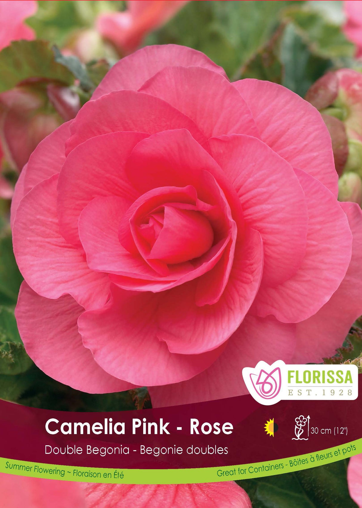 Begonia - Double Camelia Pink 6/up Bulk