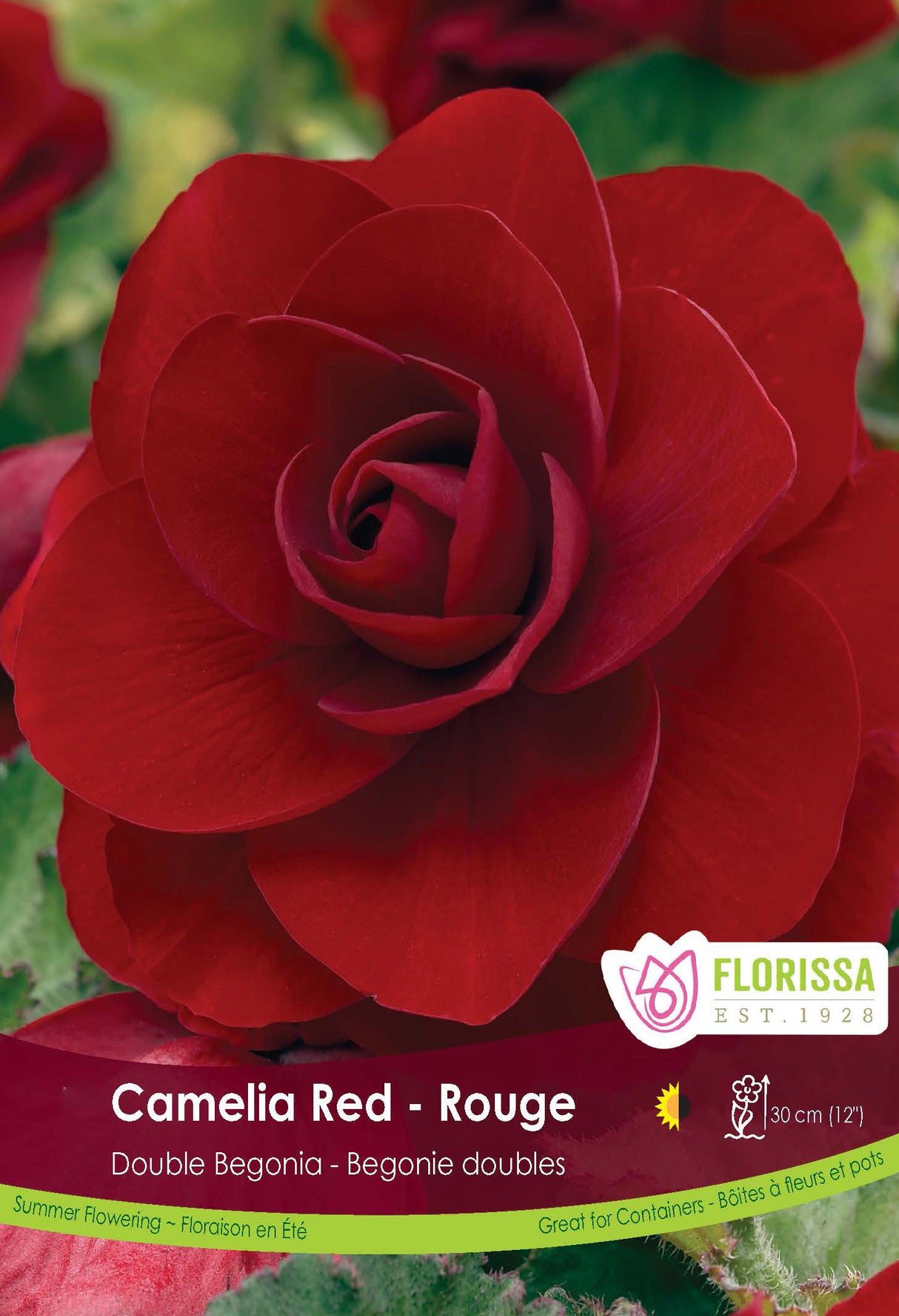 Begonia - Double Camelia Red 6/up Retail Pkg