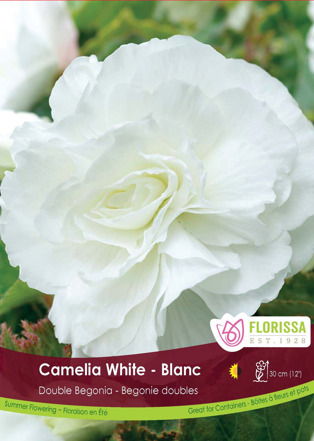 Begonia - Double Camelia White 6/up Bulk