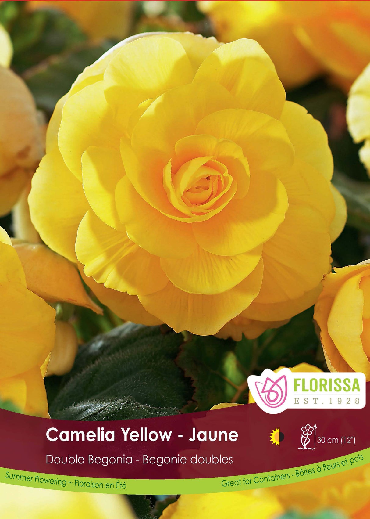 Begonia - Double Camelia Yellow 6/up Retail Pkg