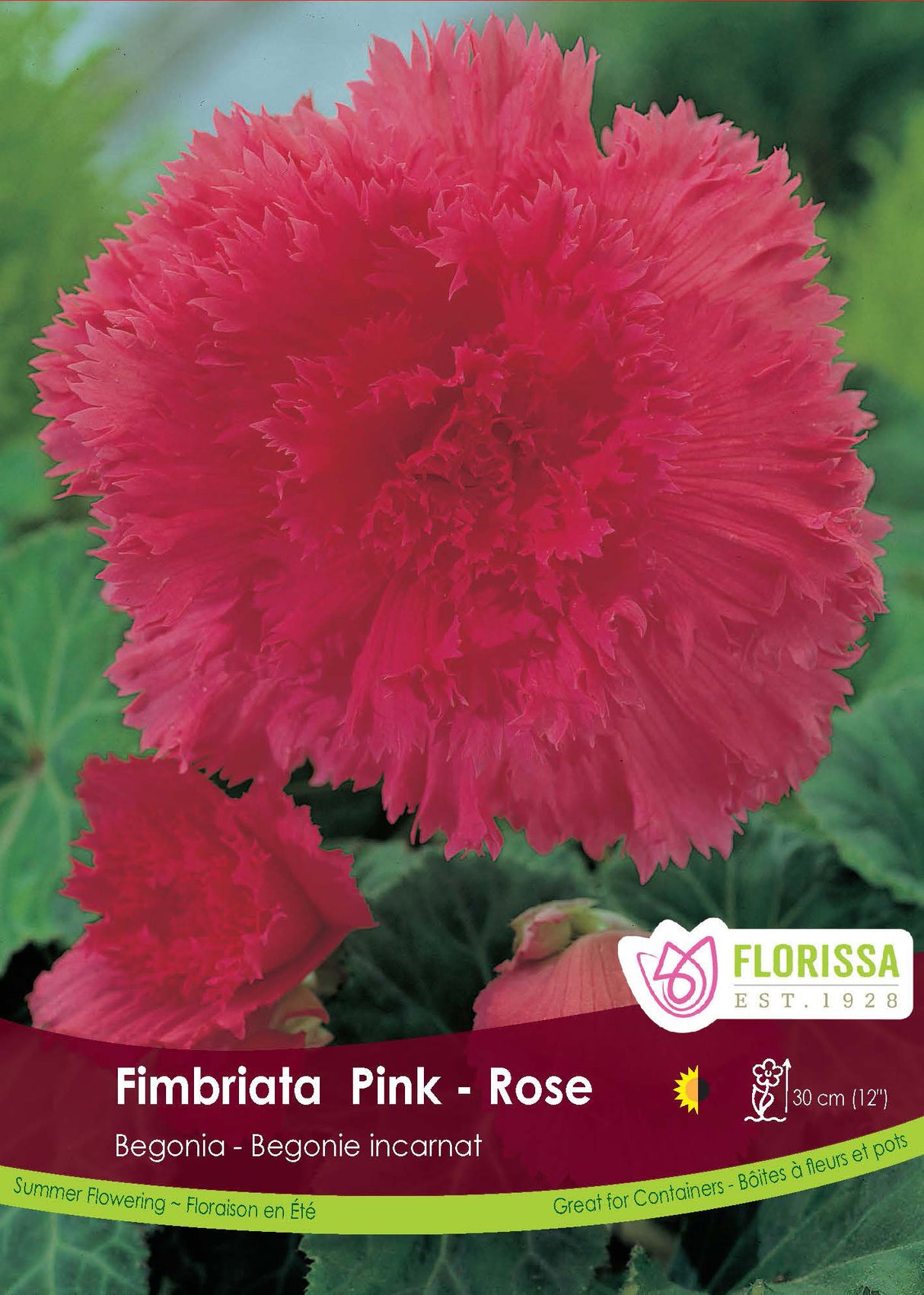 Begonia - Fimbriata Pink 6/up Retail Pkg