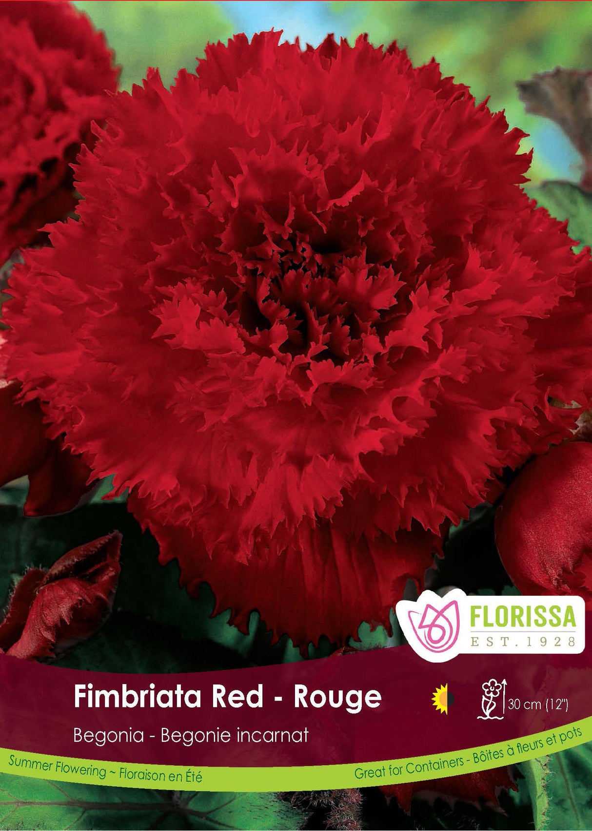 Begonia - Fimbriata Red 6/up Retail Pkg