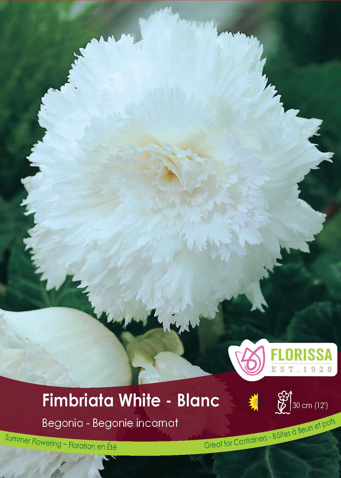 Begonia - Fimbriata White 6/up Retail Pkg