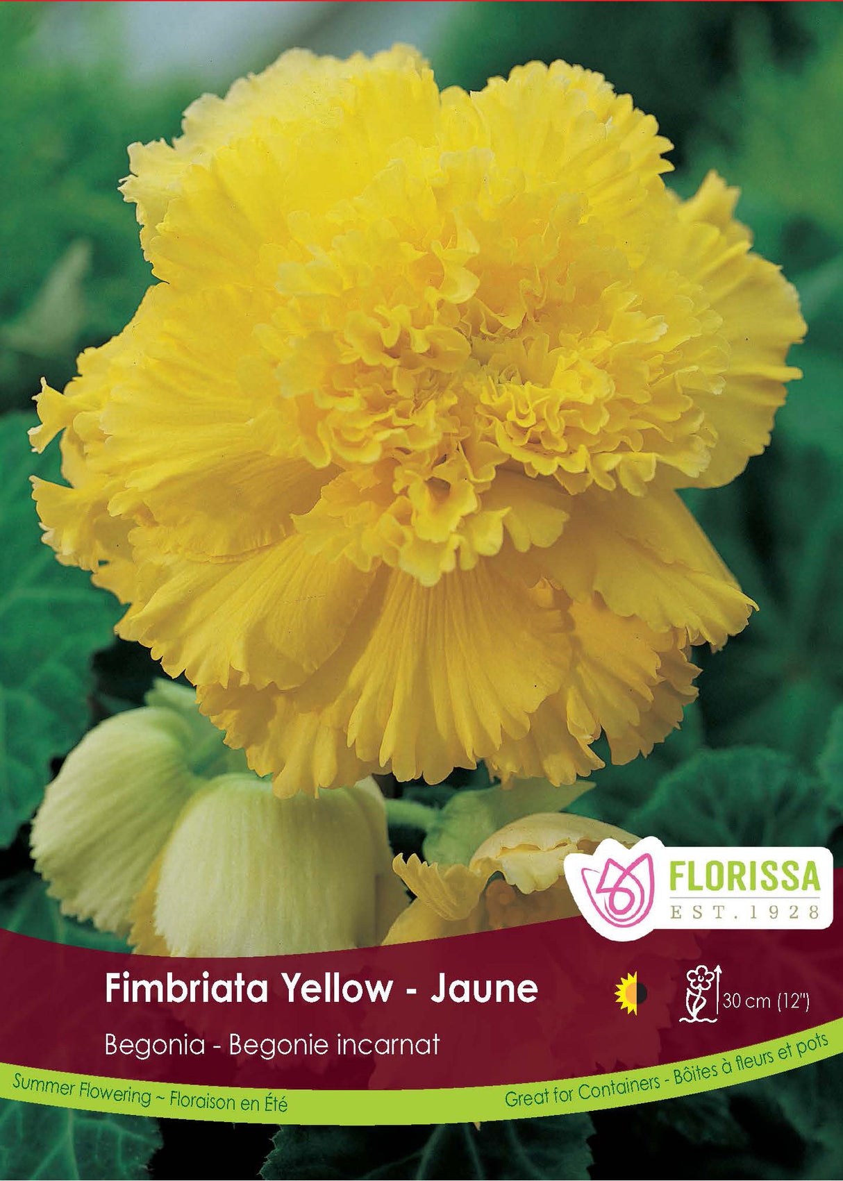 Begonia - Fimbriata Yellow 6/up Bulk
