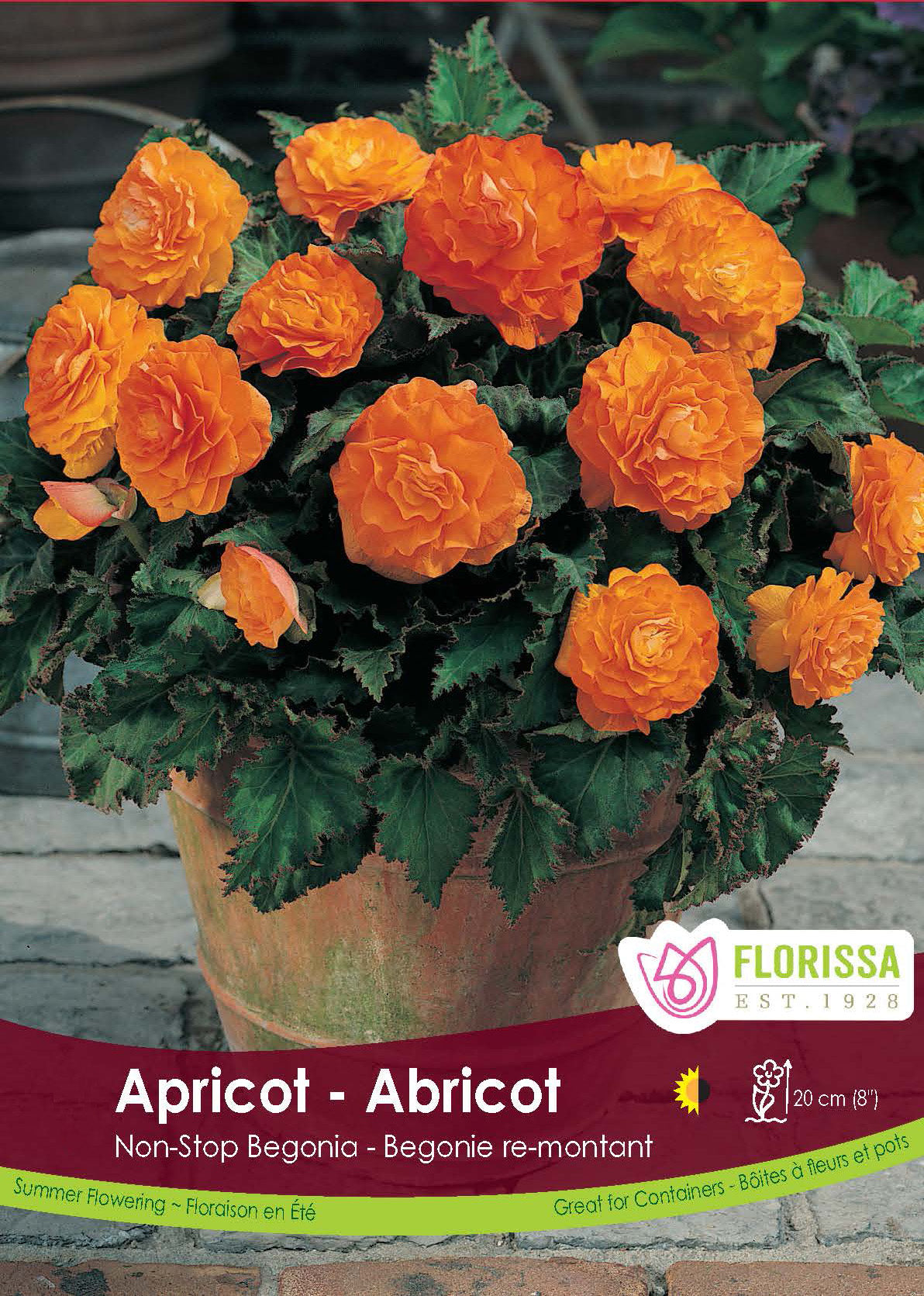 Begonia - Non Stop Apricot 6/up Retail Pkg