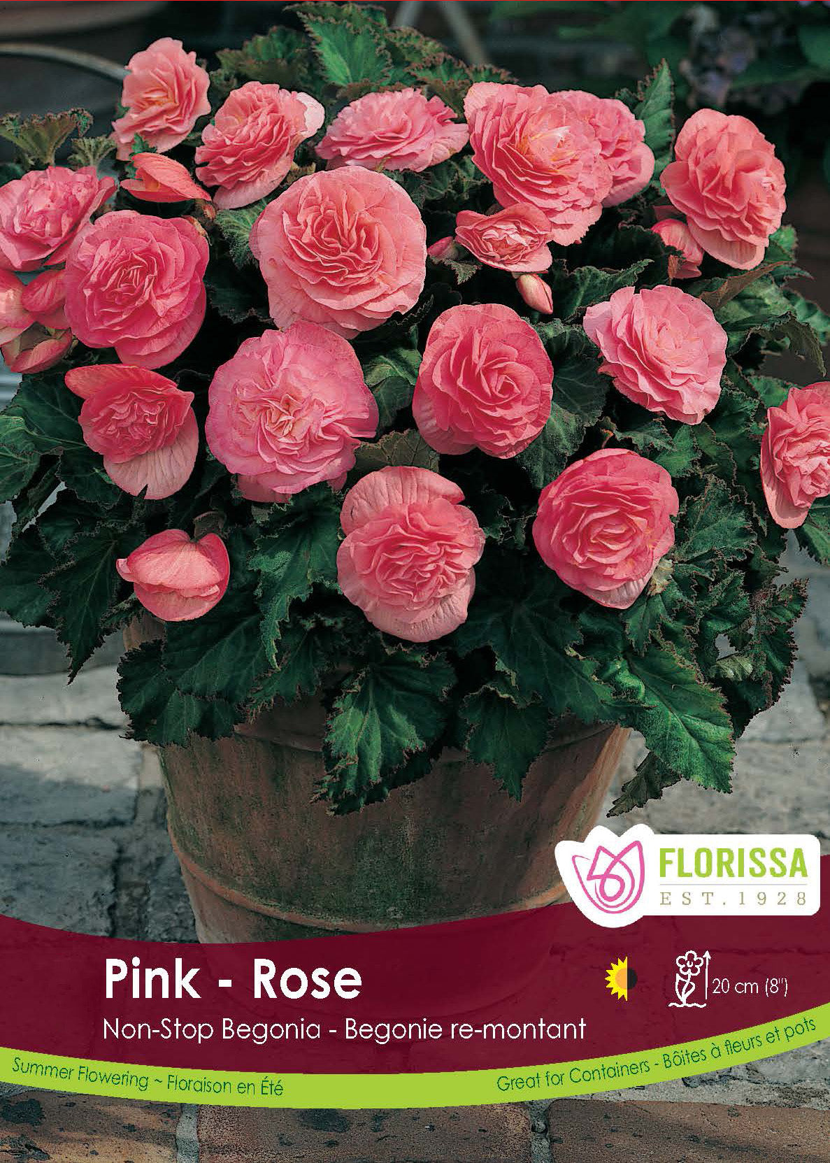 Begonia - Non Stop Pink 6/up Retail Pkg