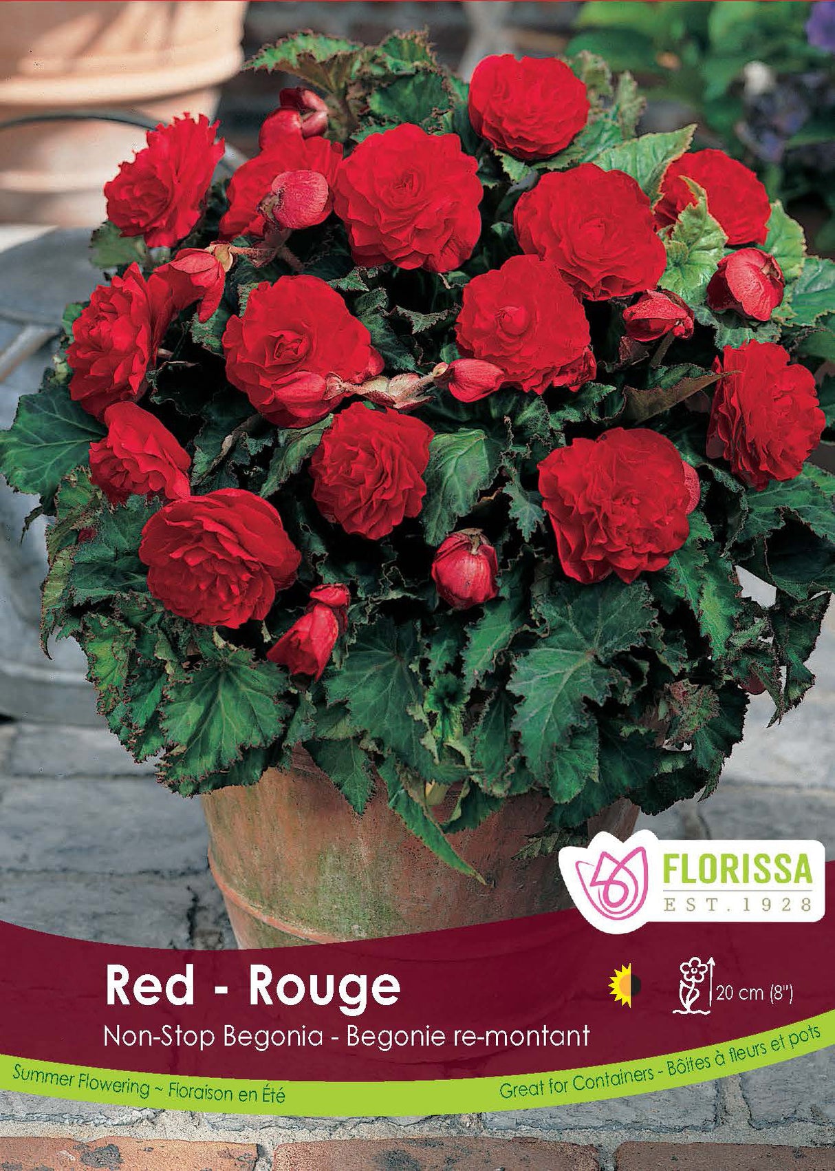 Begonia - Non Stop Red 6/up Retail Pkg