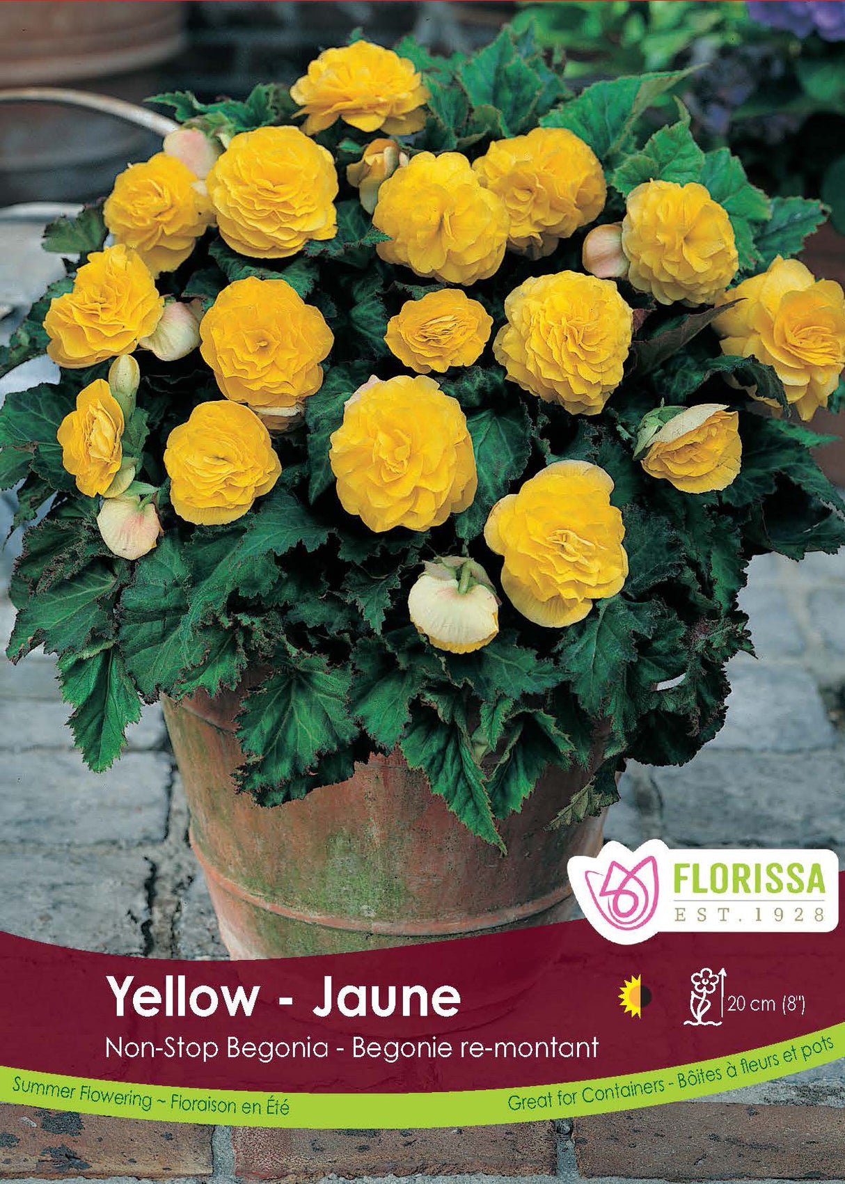 Begonia - Non Stop Yellow 6/up Retail Pkg