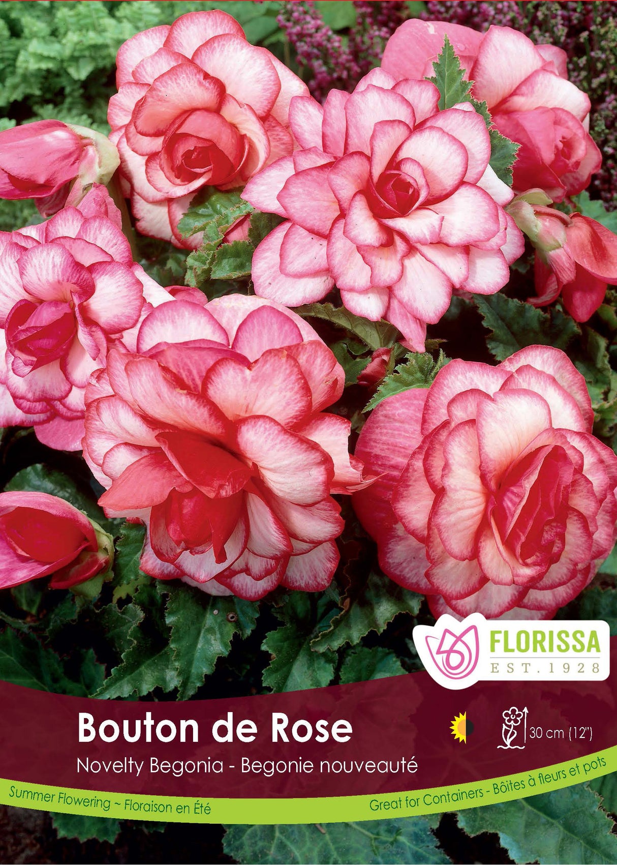 Begonia - Novelty Bouton de Rose Bulk