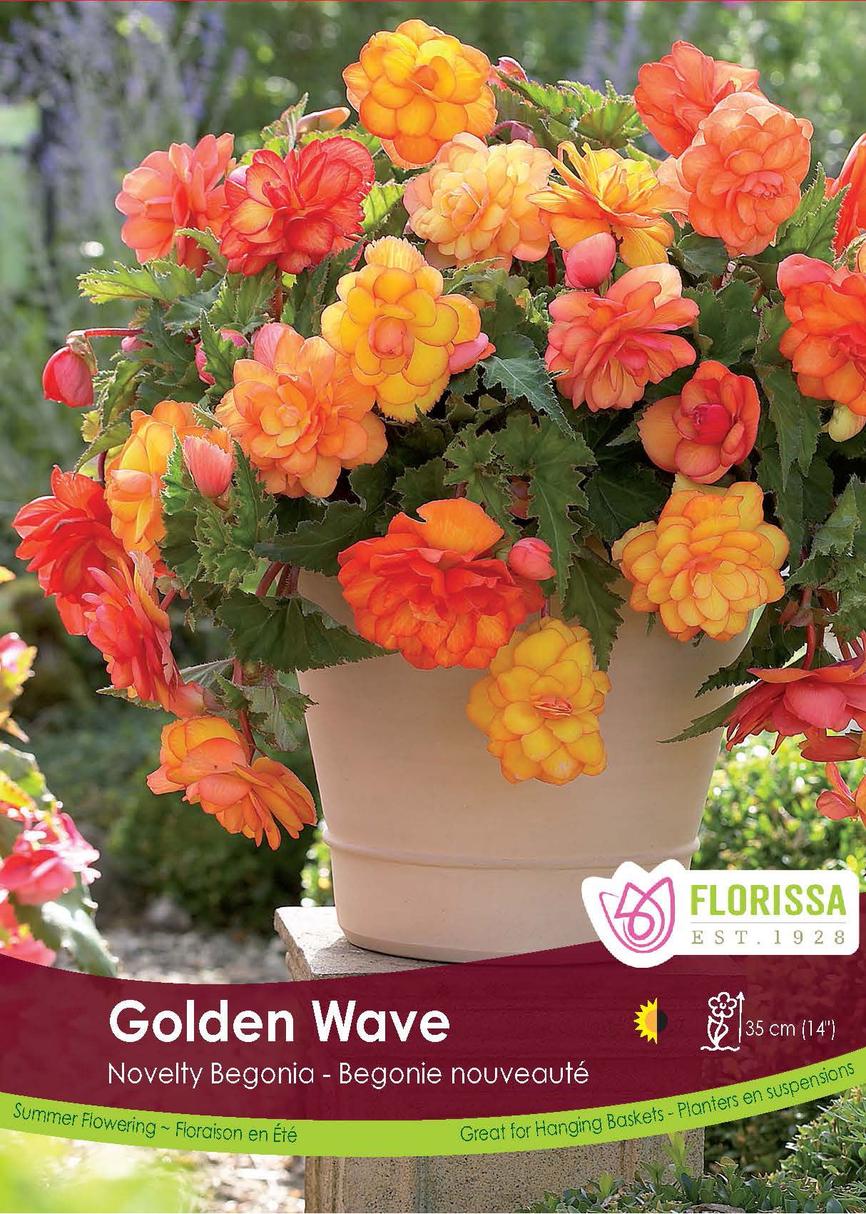 Begonia - Sup. Novelty Golden Wave Retail Pkg