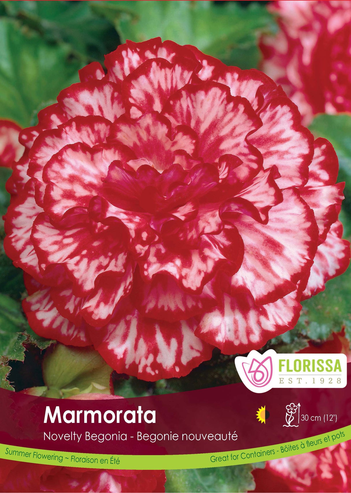 Begonia - Novelty Marmorata Retail Pkg