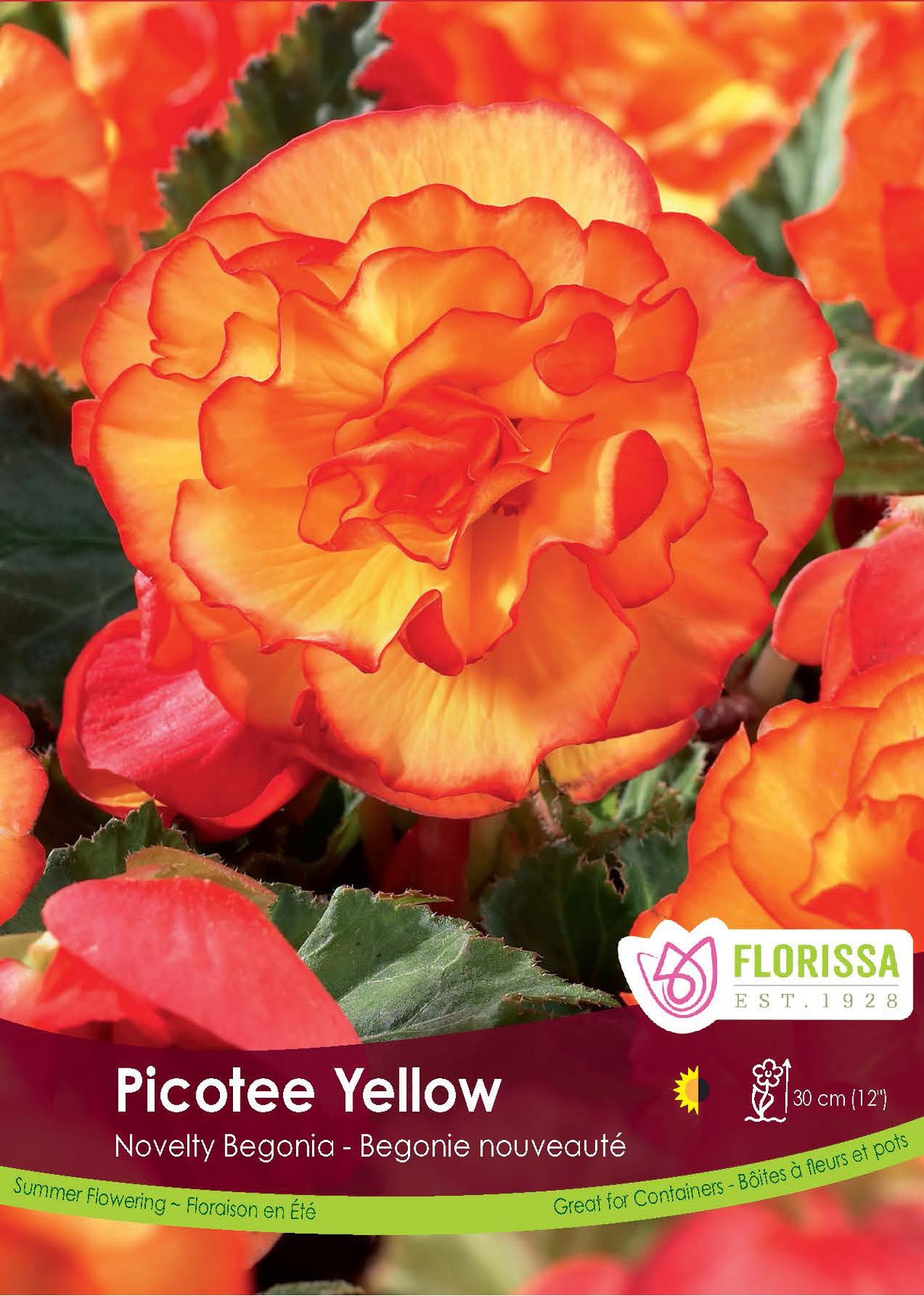Begonia -Novelty Picotee Yellow Retail Pkg