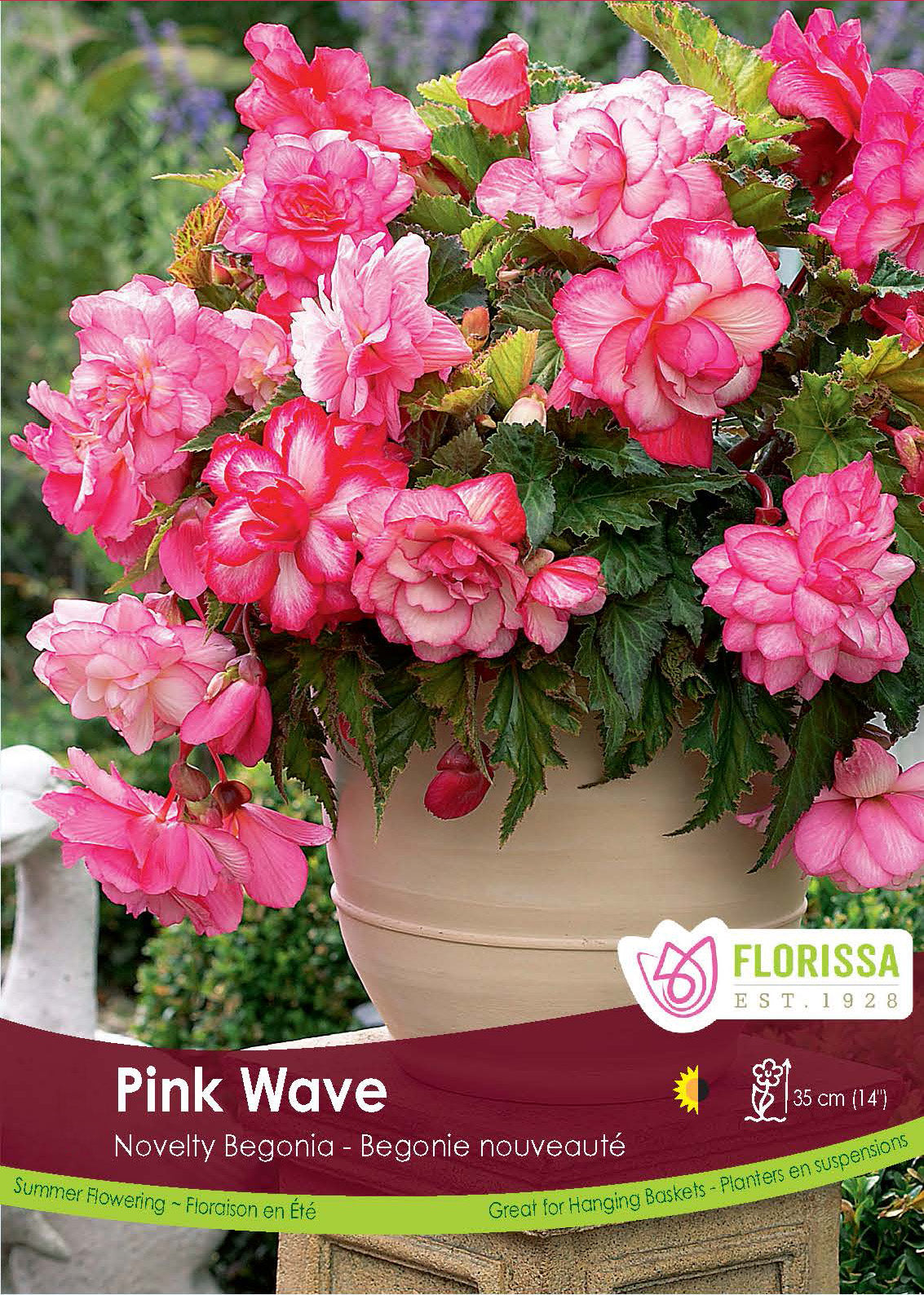 Begonia - Sup. Novelty Pink Wave Retail Pkg